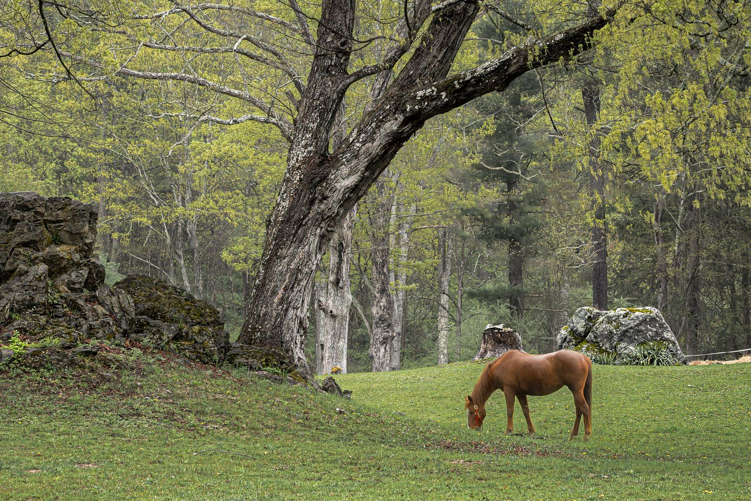Horse grazing in a quiet meadow on a farm in Great Meadows, New Jersey surrounded by spring trees and mossy stone ruins