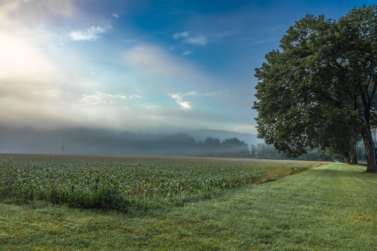 Foggy morning over a farm field in Hope, New Jersey with corn rows, soft sunrise light, and a tree-lined grassy path.