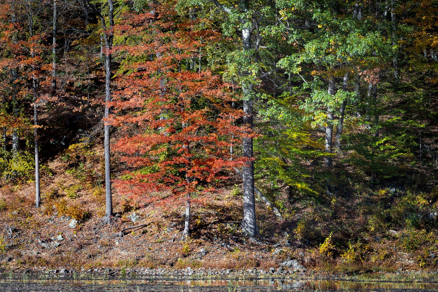 Autumn trees reflected along the shoreline of Ghost Lake in Great Meadows, New Jersey.