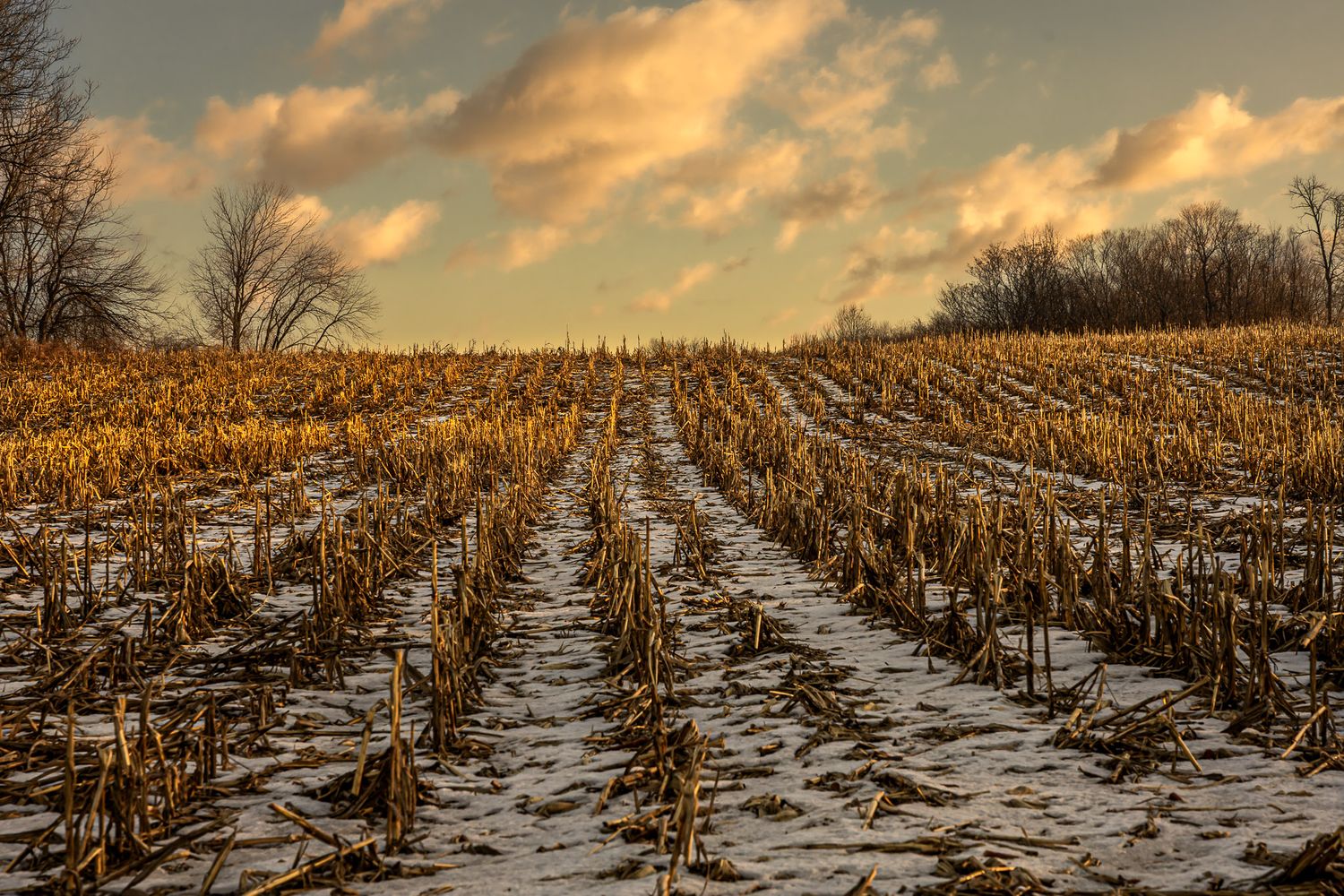 Winter farm field in Fredon Township, New Jersey with snow-covered rows under a golden morning sky