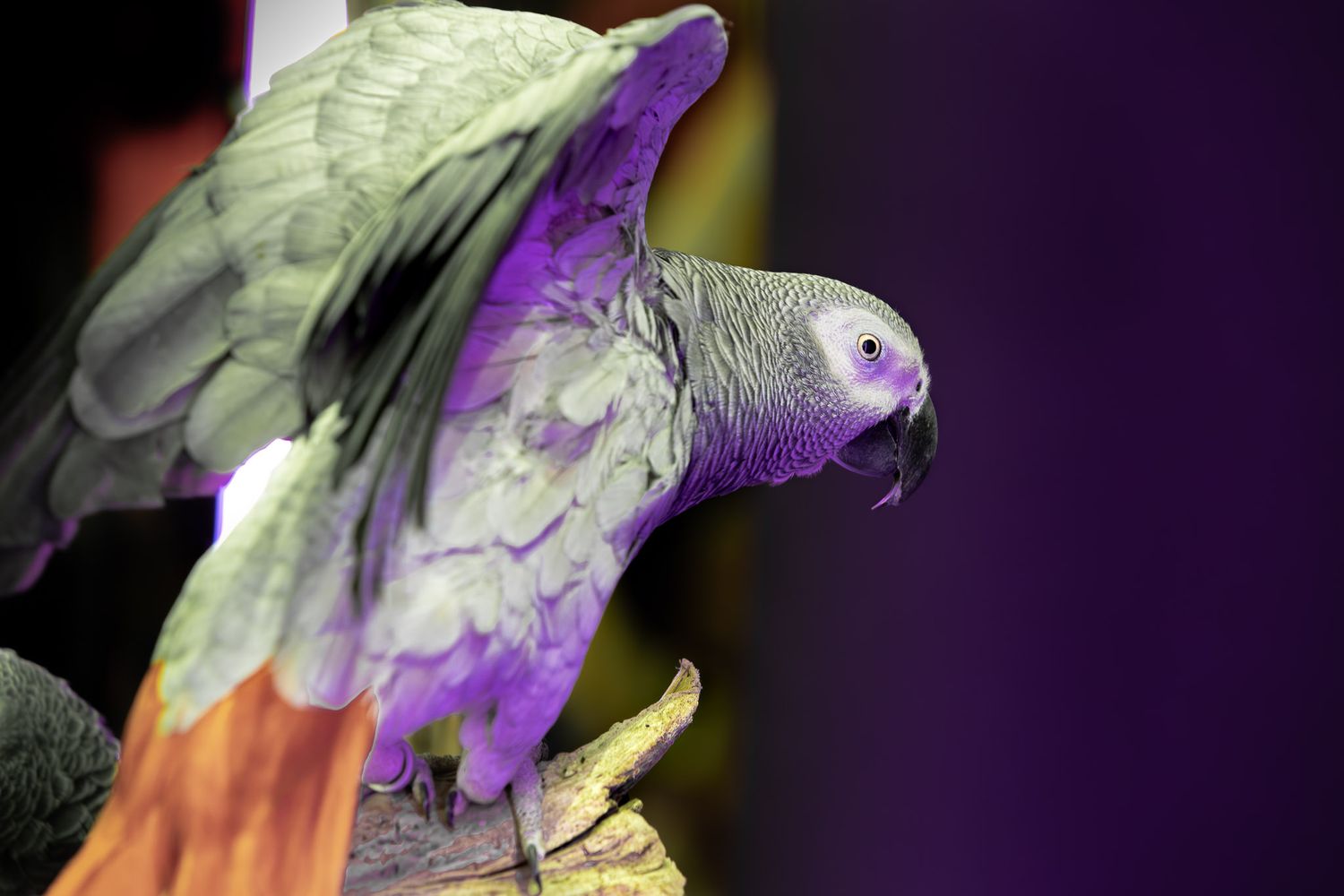 Parrot portrait photographed at Unique Photo Philadelphia event, dramatic studio lighting