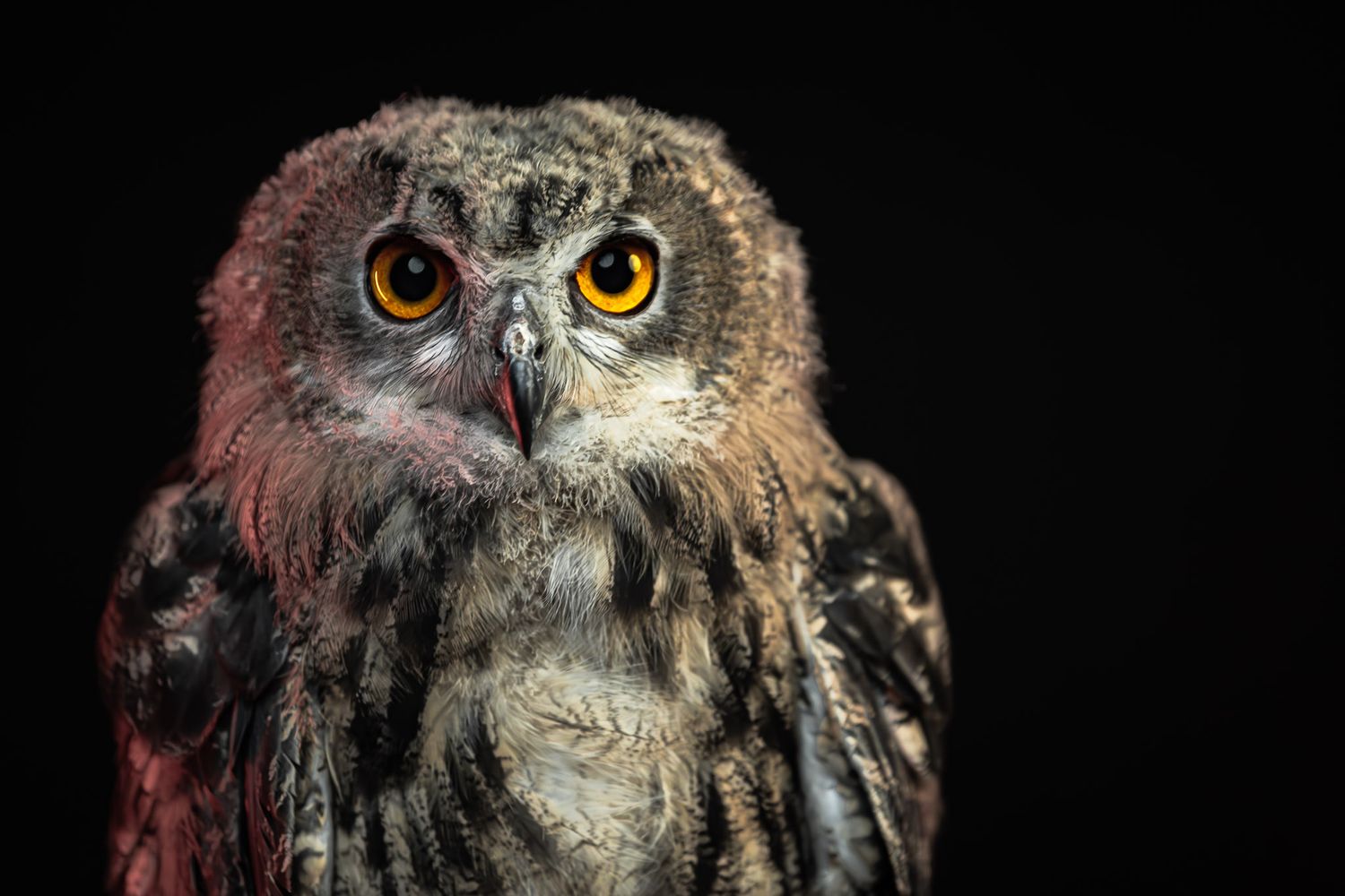 Studio owl portrait photographed at Unique Photo event in Fairfield NJ, award-winning animal portrait