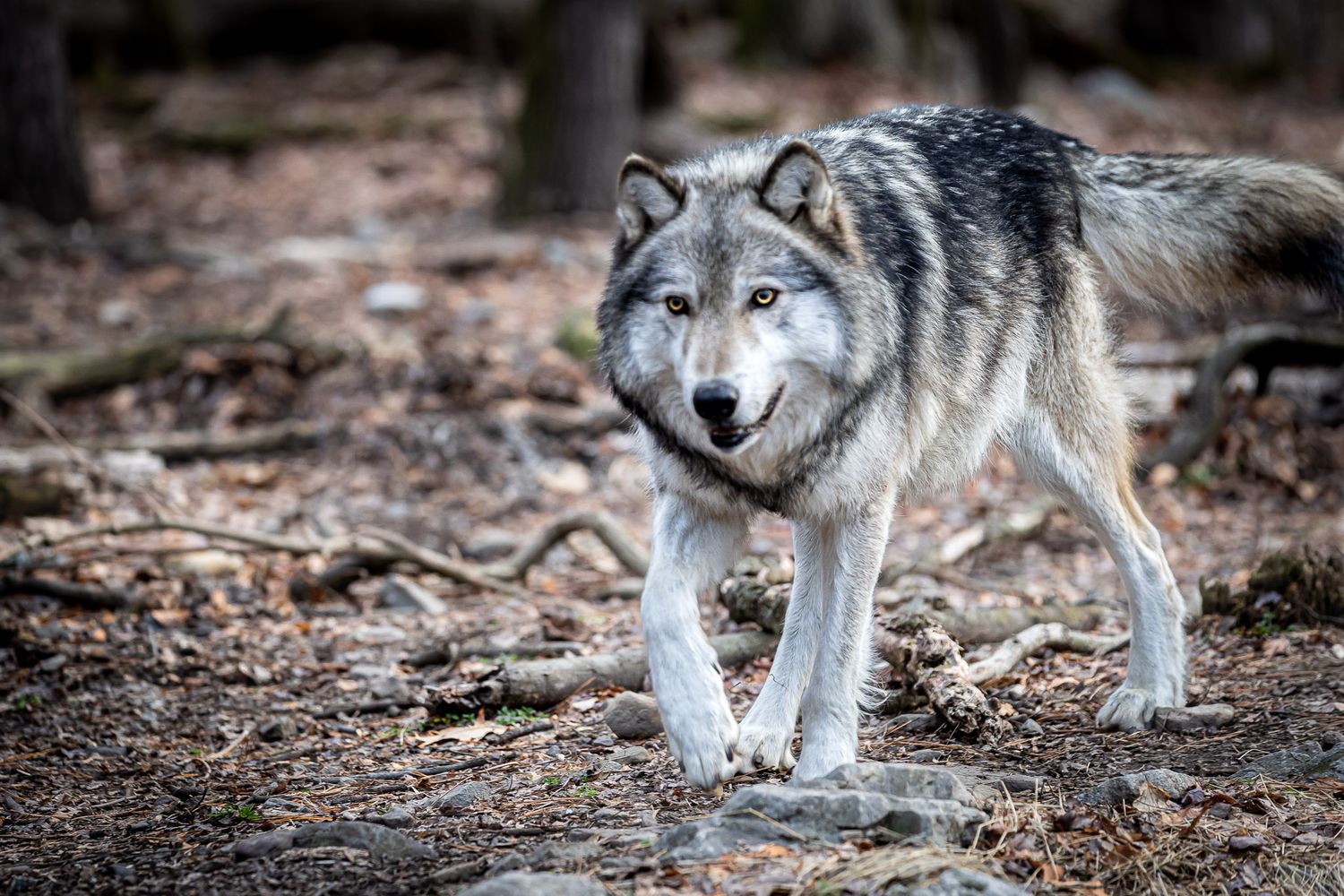 Gray wolf walking through forest at Lakota Wolf Preserve in Columbia NJ, wildlife portrait with natural woodland background