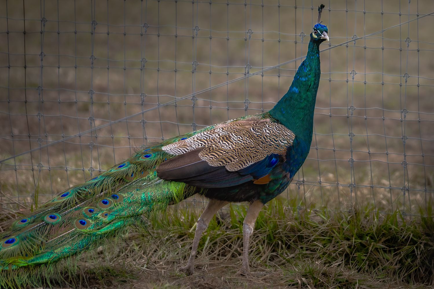 Peacock full body portrait at Mohican Farms on a local New Jersey farm