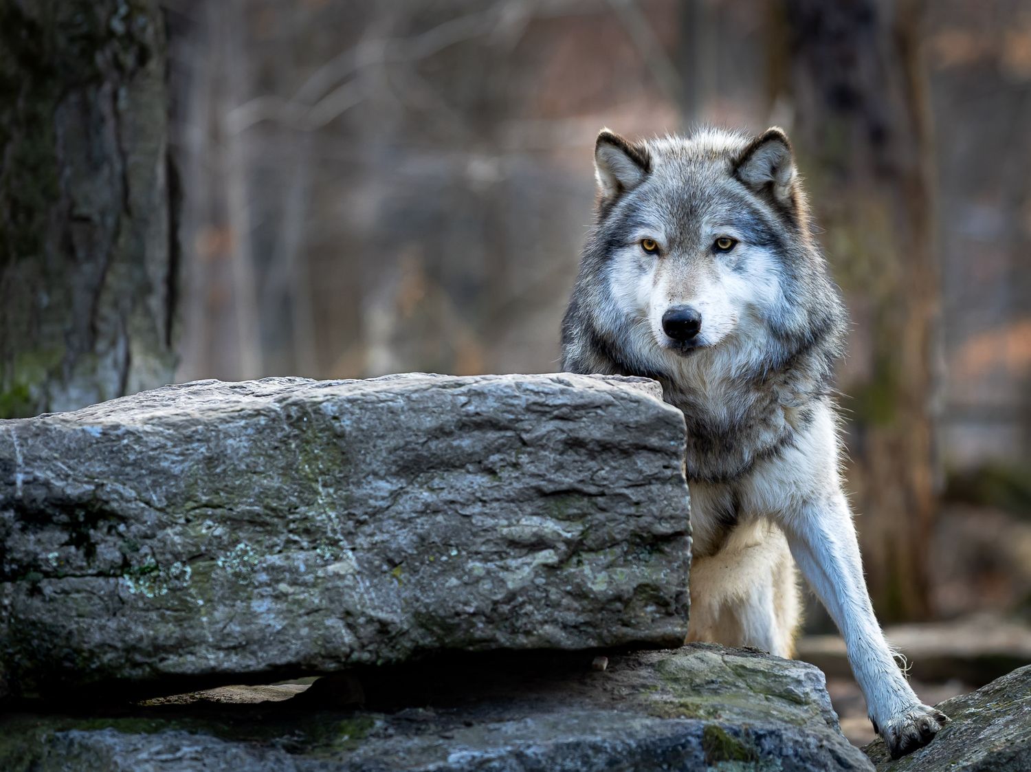 Gray wolf watching from behind rocks at Lakota Wolf Preserve in Columbia NJ, wildlife portrait in forest setting