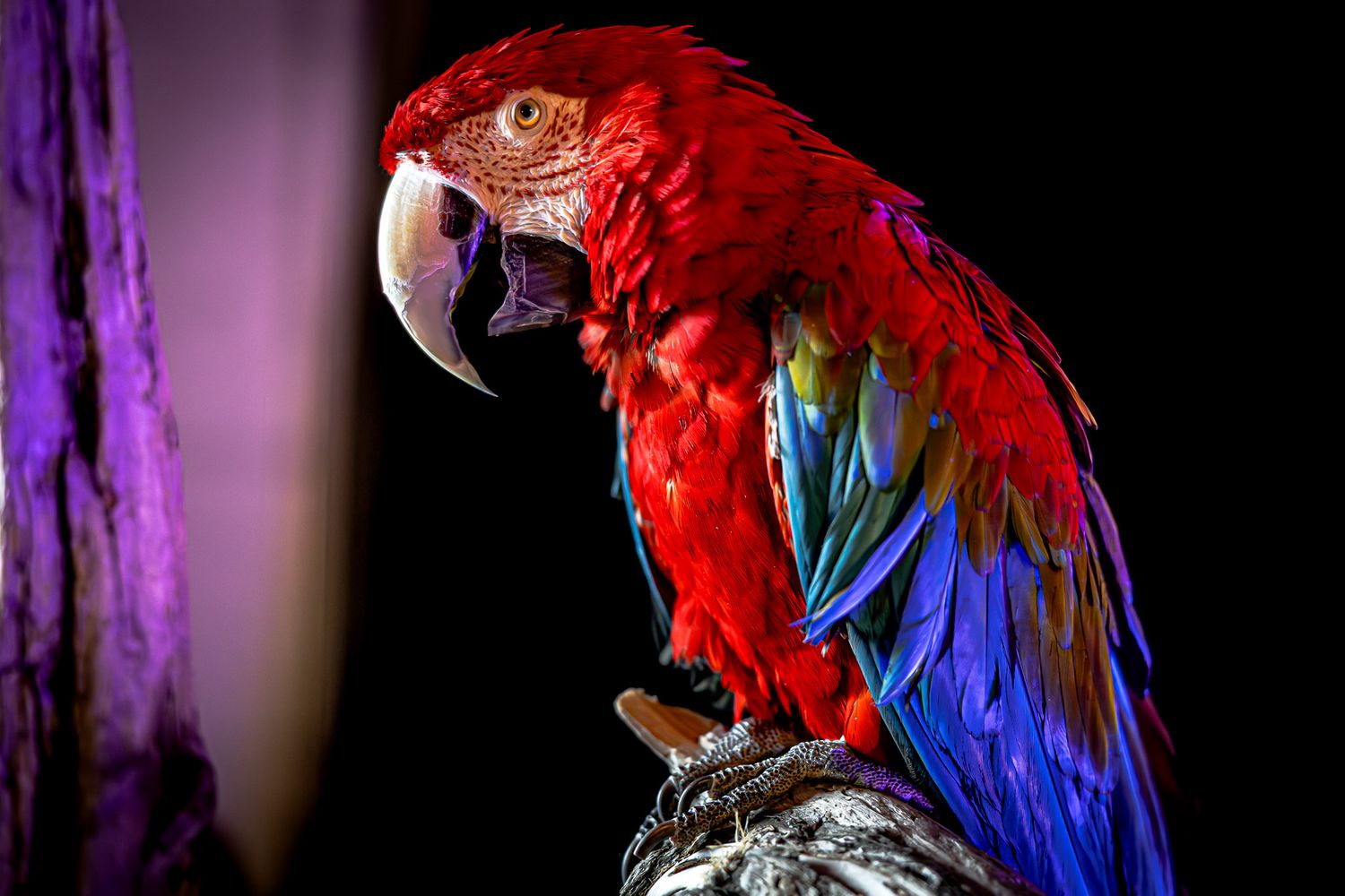 Colorful parrot portrait photographed at Unique Photo event in Fairfield NJ, studio-lit exotic bird photography