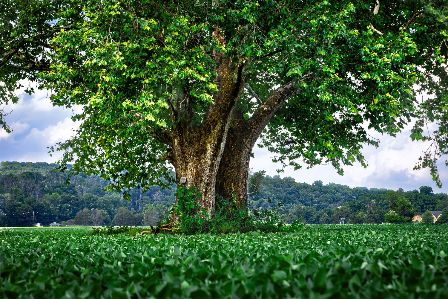 Large mature tree in full summer foliage standing in a green field in Blairstown, New Jersey.
