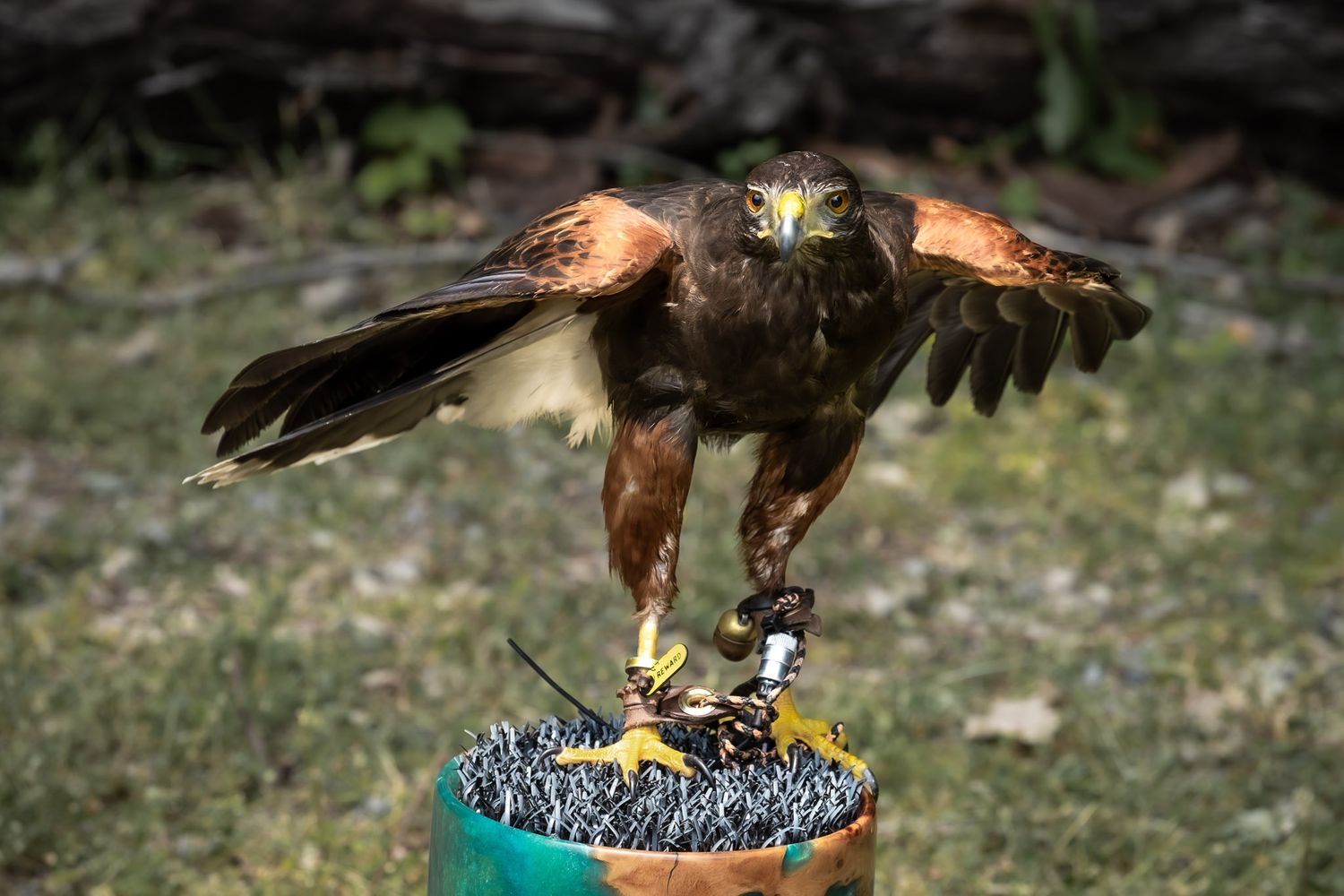 Harris’s hawk landing on training perch during outdoor wildlife photography event in Fairfield NJ, wings spread and eyes locked
