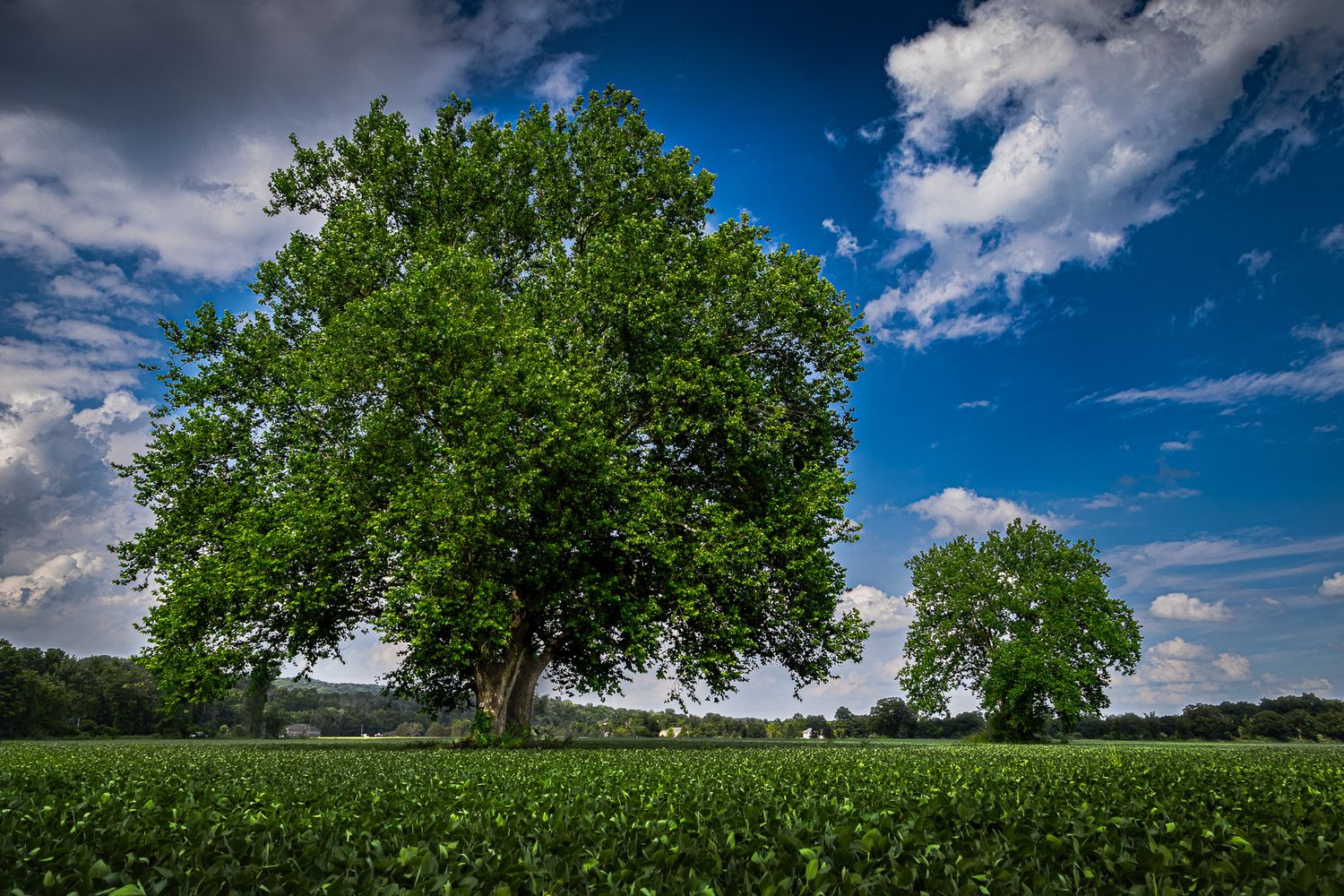 Large mature trees in full summer foliage standing in a green field in Blairstown, New Jersey.