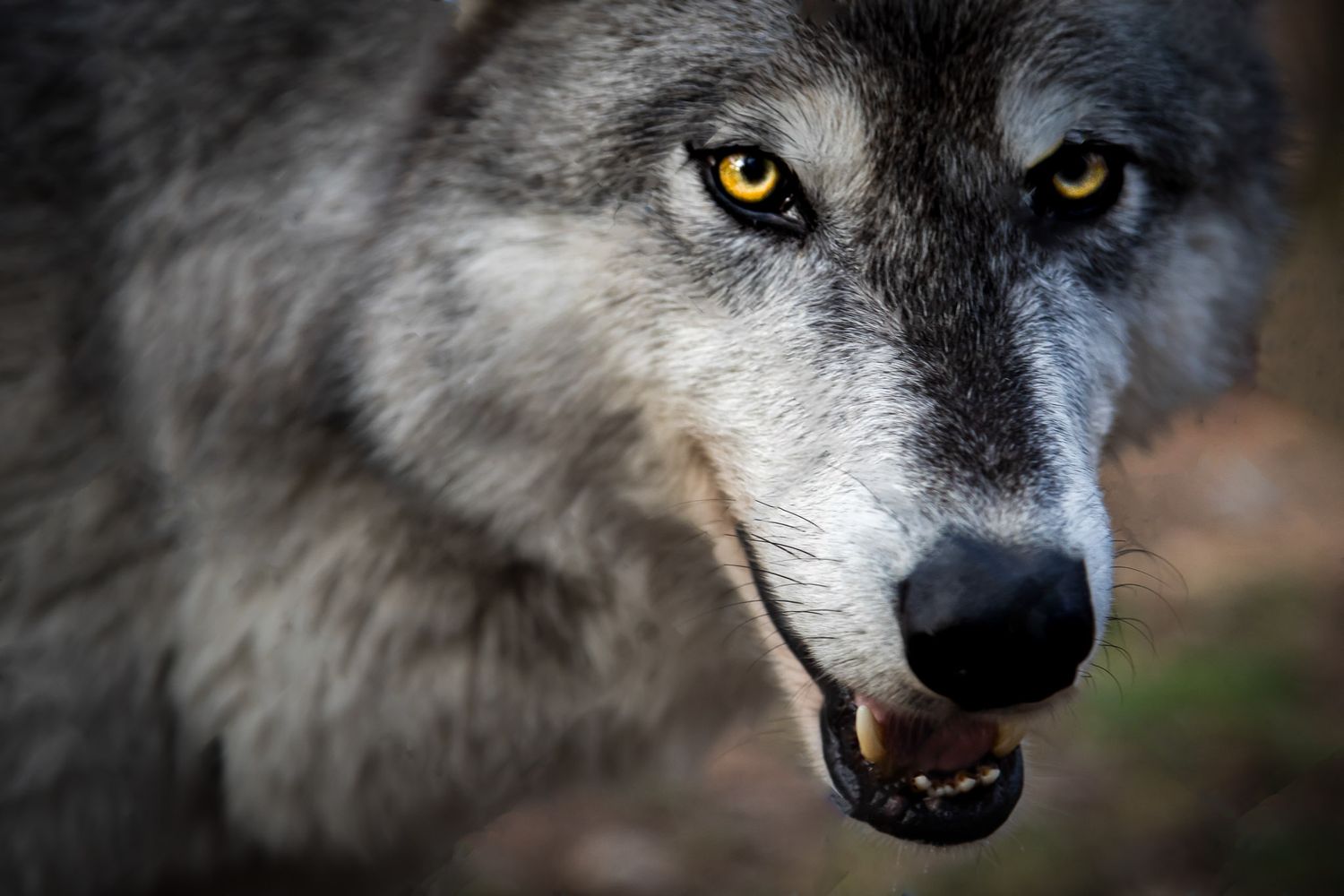 Close-up portrait of a gray wolf at Lakota Wolf Preserve in Columbia NJ, intense eye contact and detailed fur texture