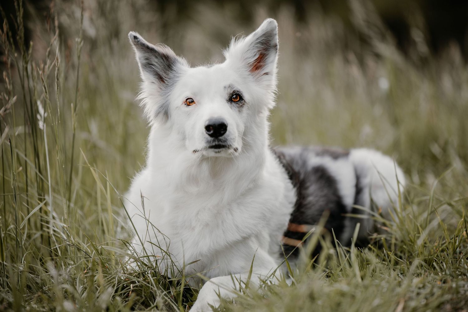 White dog with alert ears sitting in tall grass during golden hour.