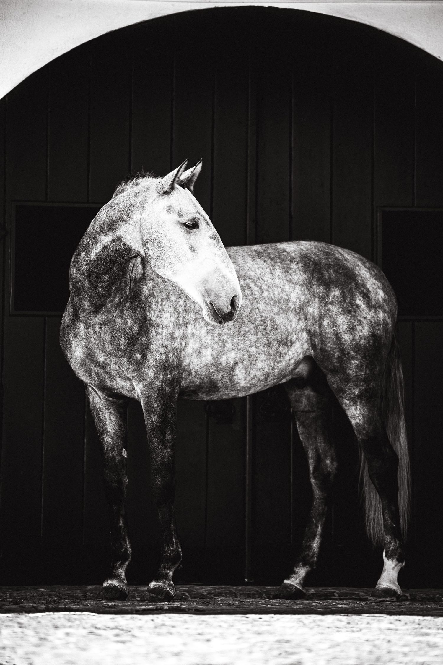 Dramatic black and white portrait of a dappled horse showing its elegant profile.