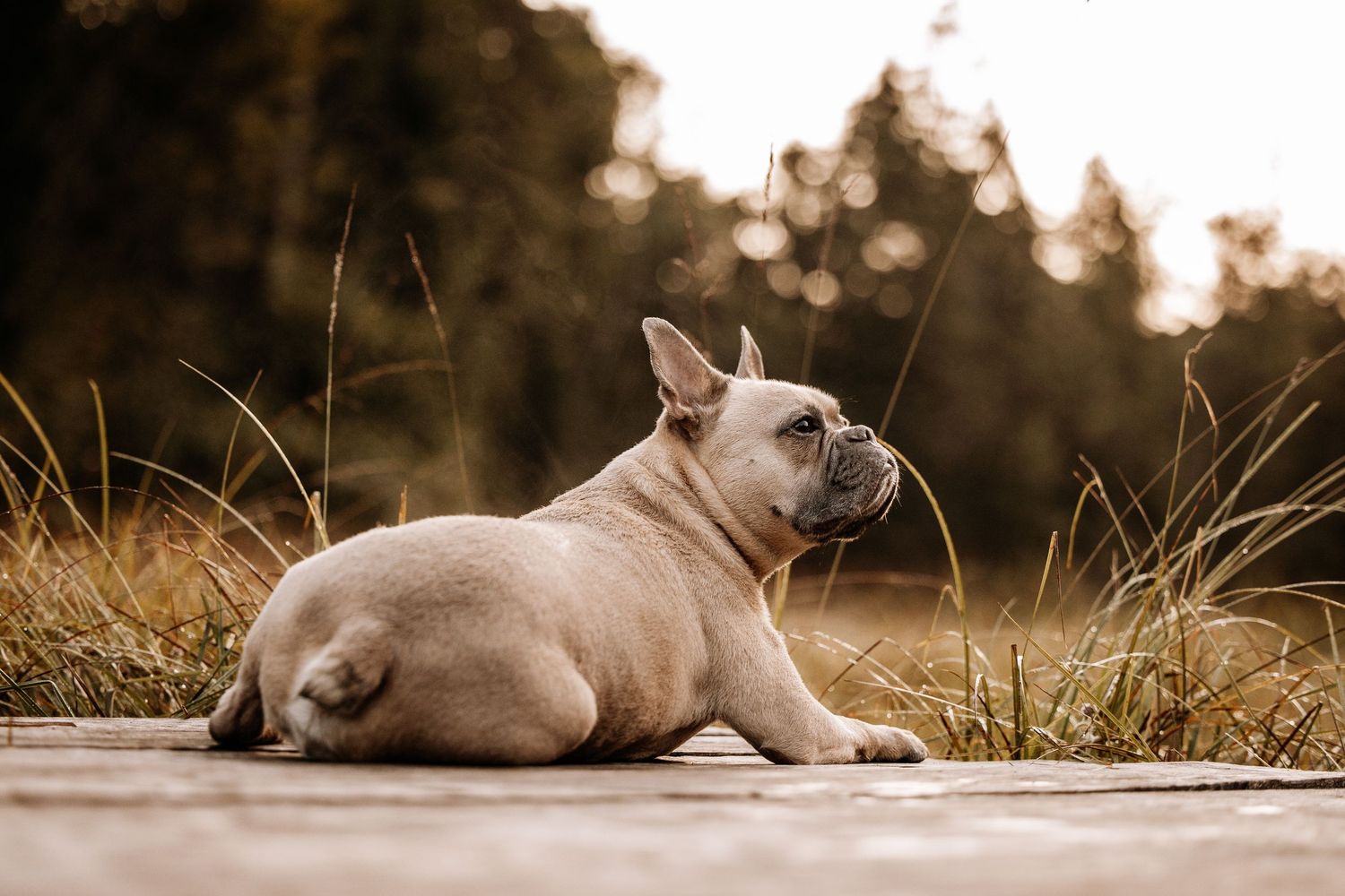Cream colored pug lounging on ground at sunset.