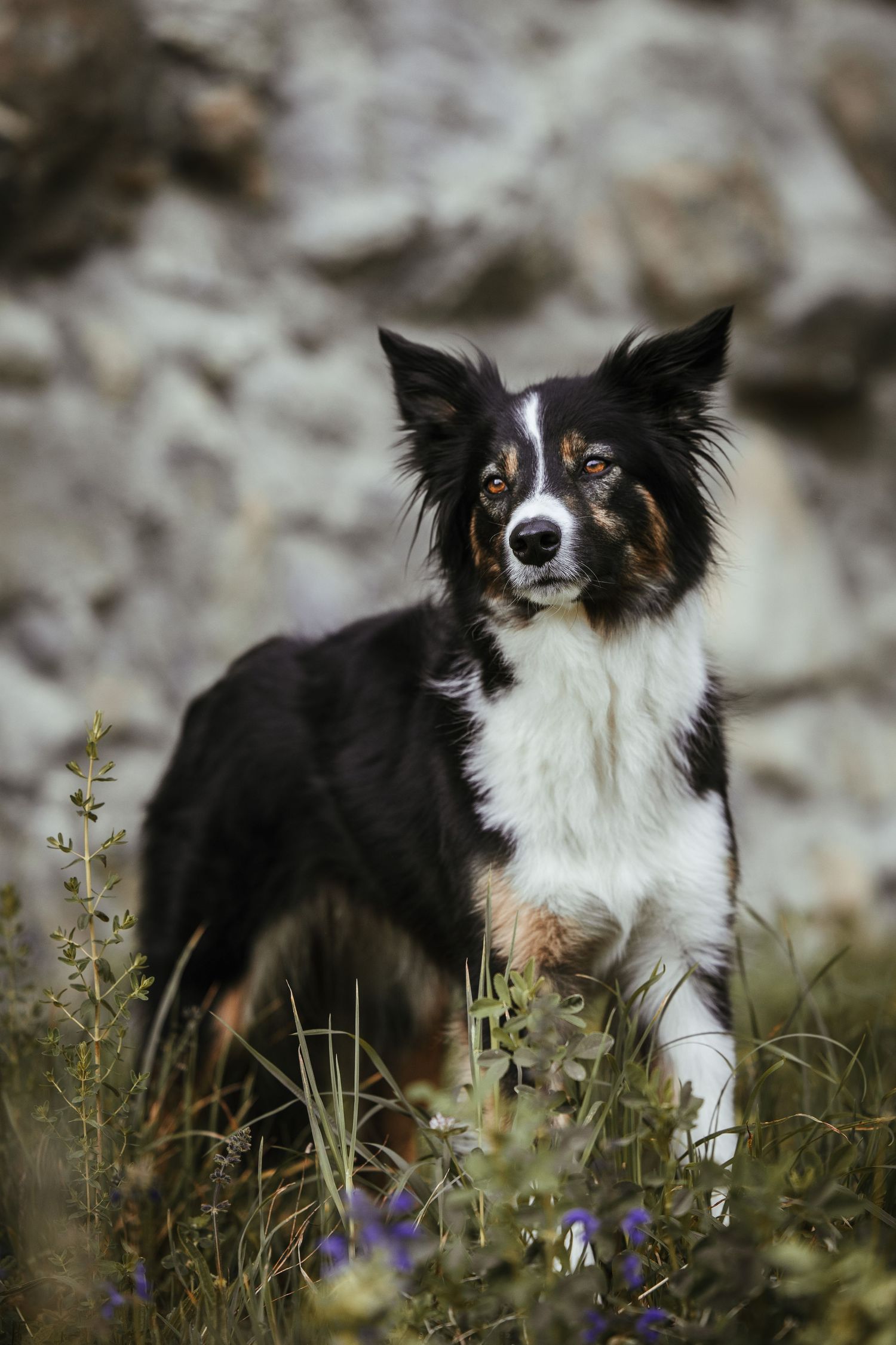 Border collie with striking black and white coat sits among purple wildflowers.