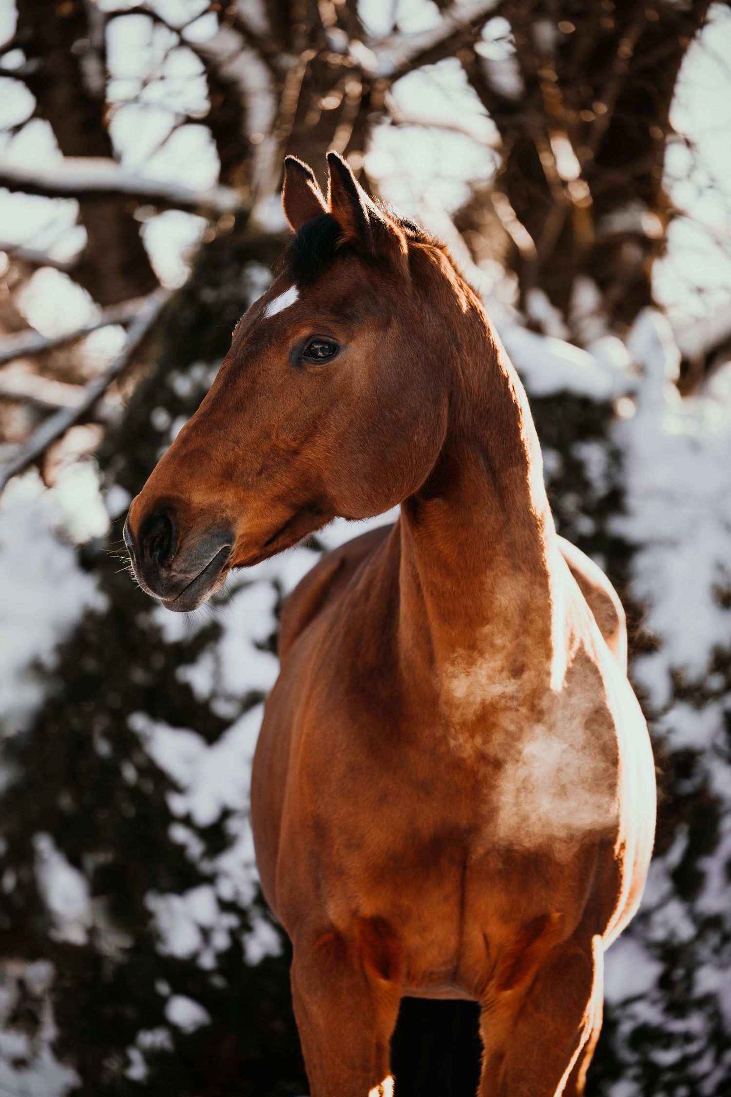 A majestic chestnut horse stands alert against a snowy winter backdrop.
