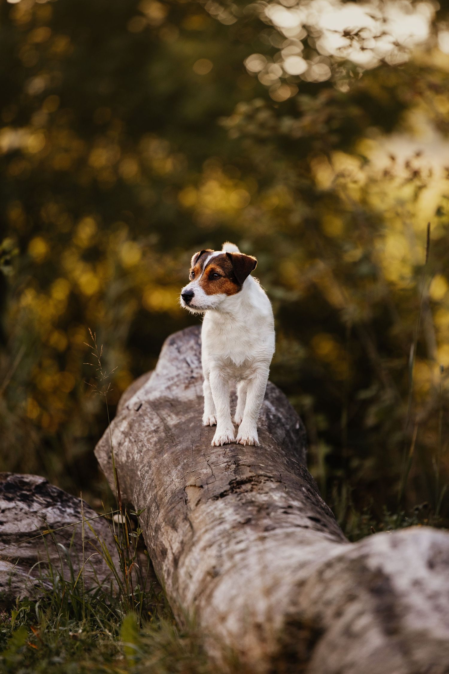 Two small dogs perched on fallen log in natural woodland setting.