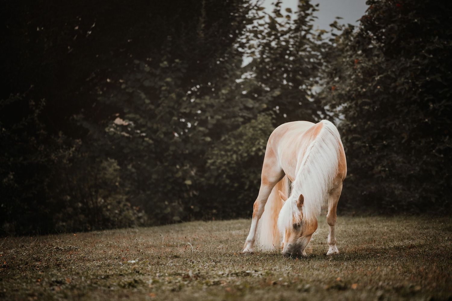 A brown and white cow grazes peacefully in a lush green pasture with trees in the background.