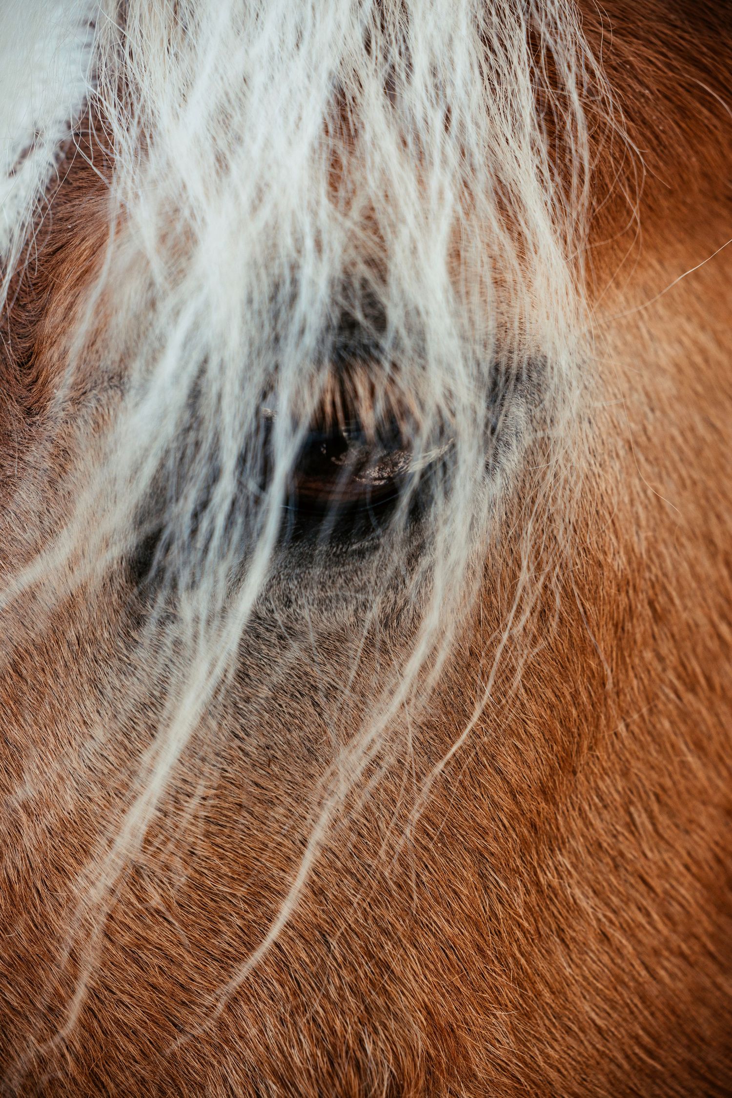 Extreme close-up of a horse's chestnut coat with white mane hair visible.