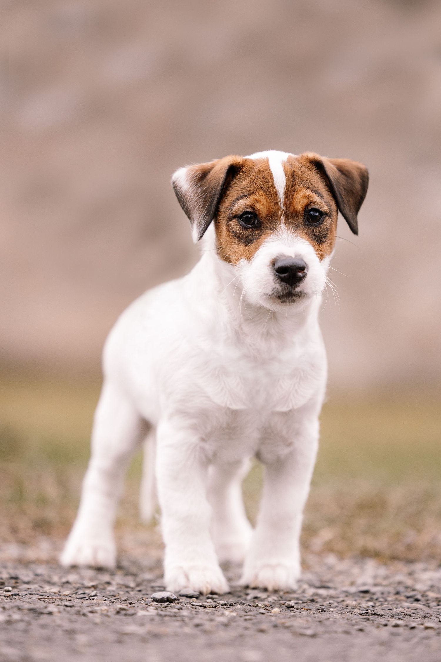 Small white and brown Jack Russell terrier puppy standing on gravel path.