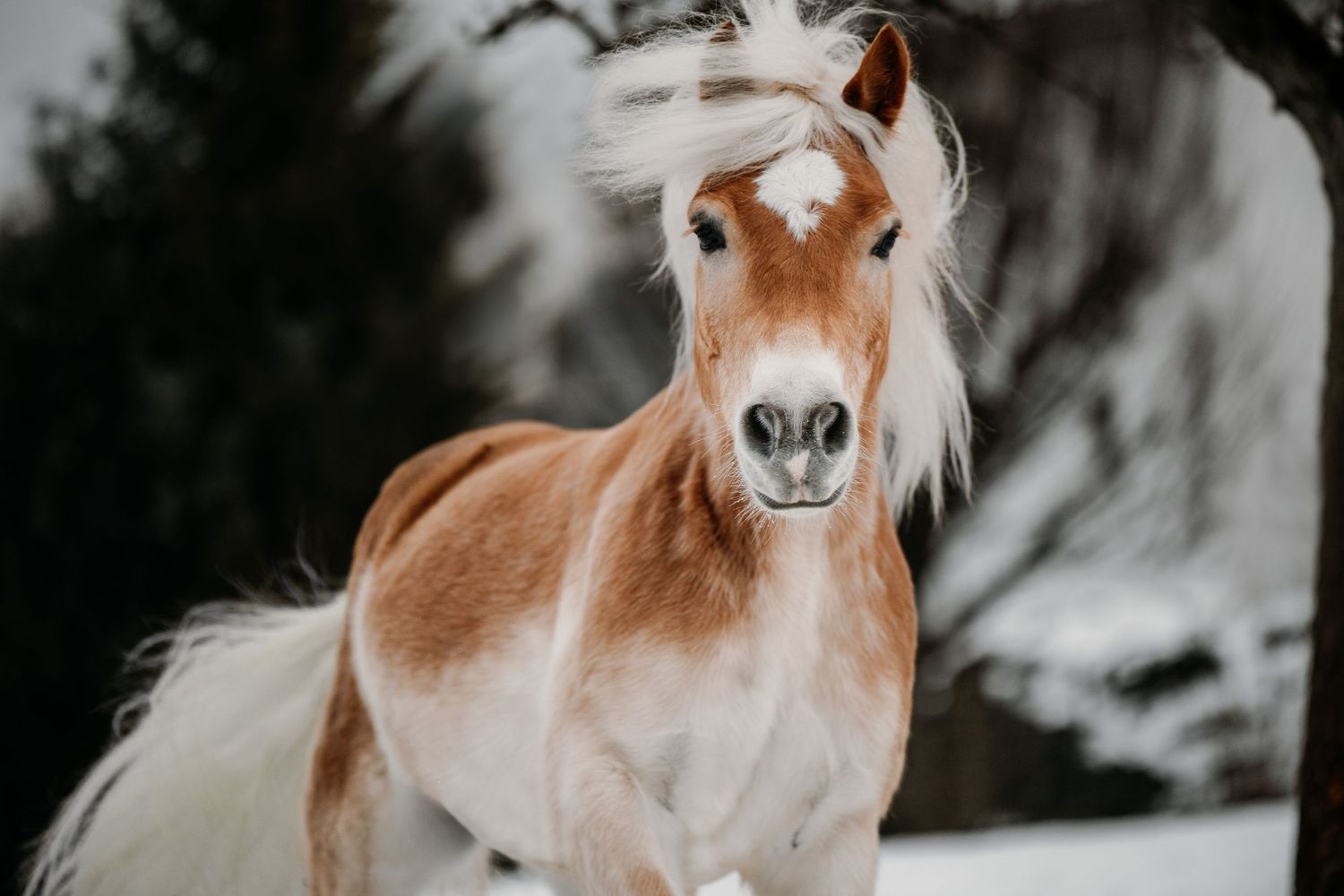 A chestnut horse with a white mane tosses its head playfully in the snow.