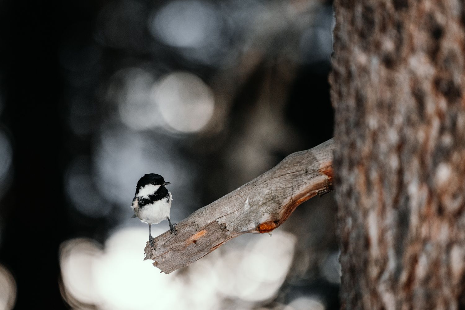 Small bird perched on a snow-covered branch in winter forest.