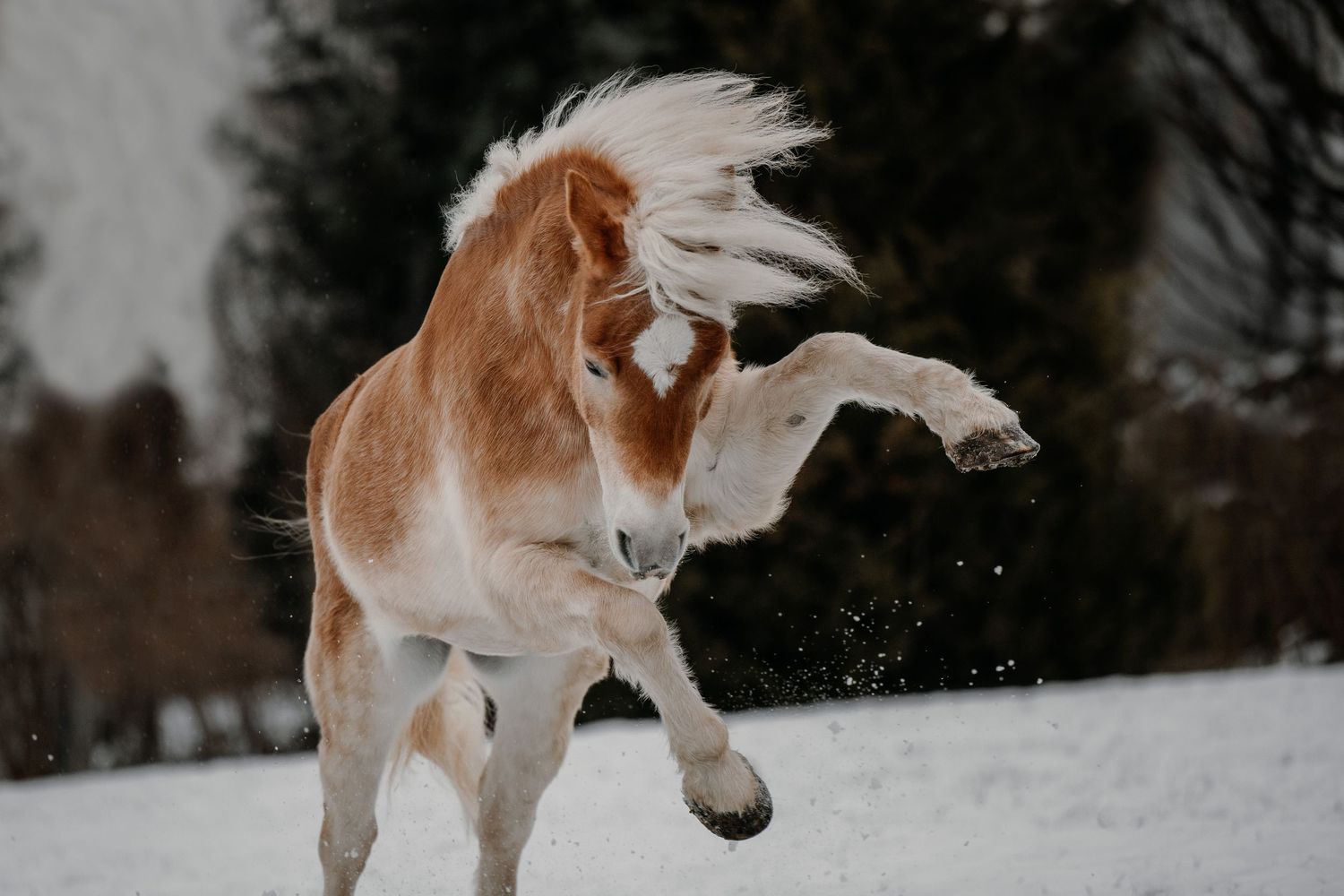 A chestnut horse with a flowing white mane runs through snowy terrain.