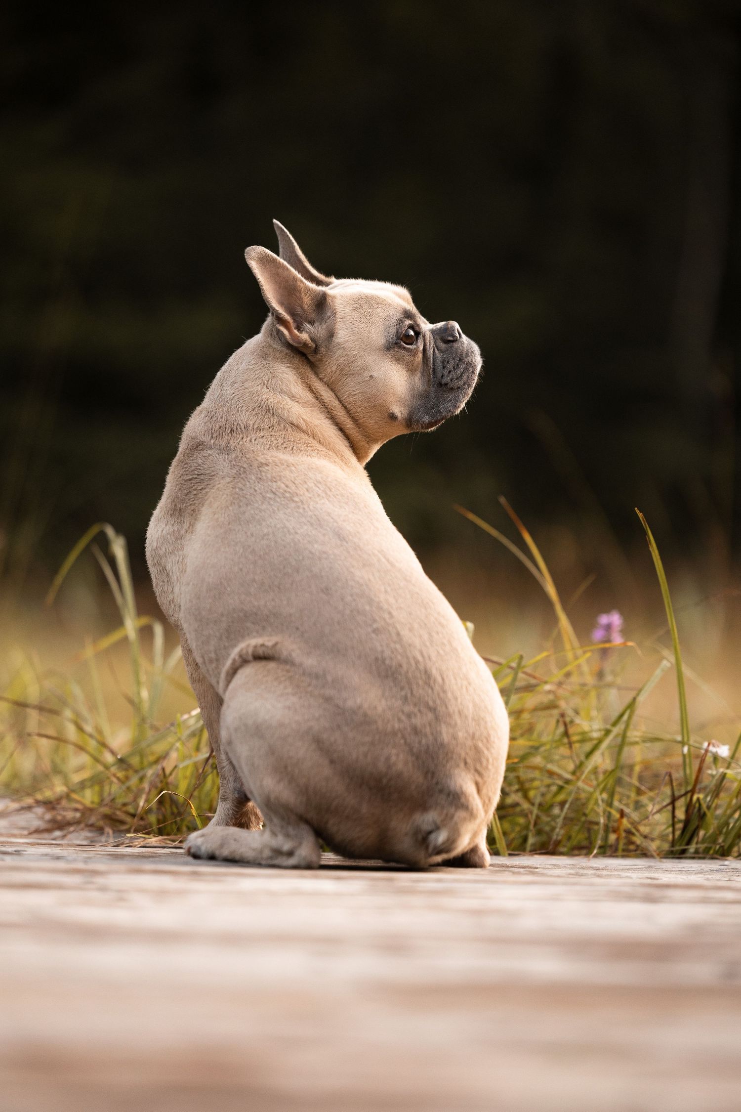 Light colored pug sitting on grass looking upward in golden light.