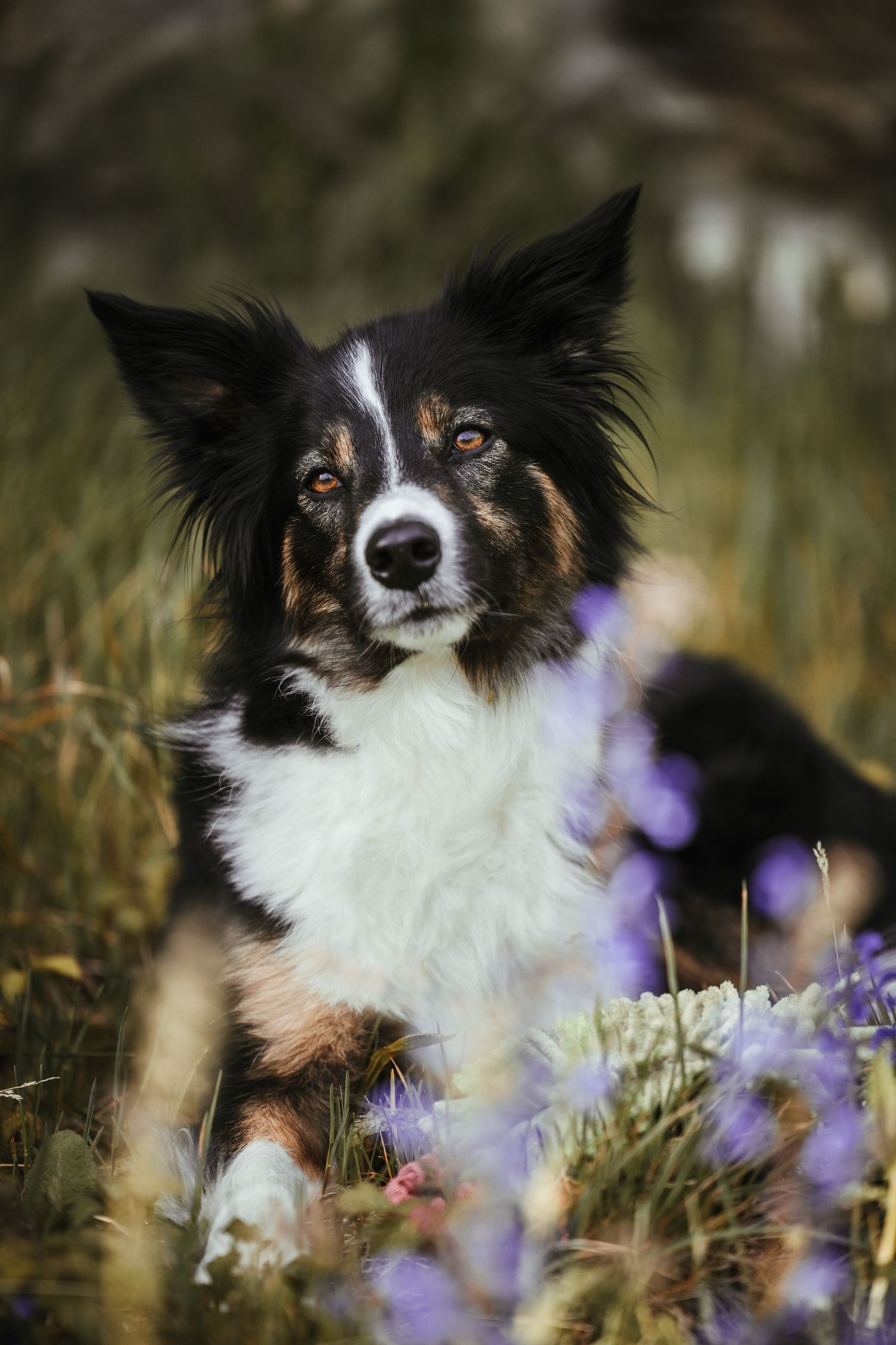 A border collie with black and white fur sits among purple wildflowers in tall grass.
