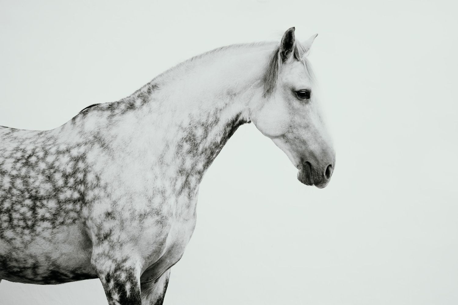 Artistic sequence showing different angles of a white horse's head against minimal background.