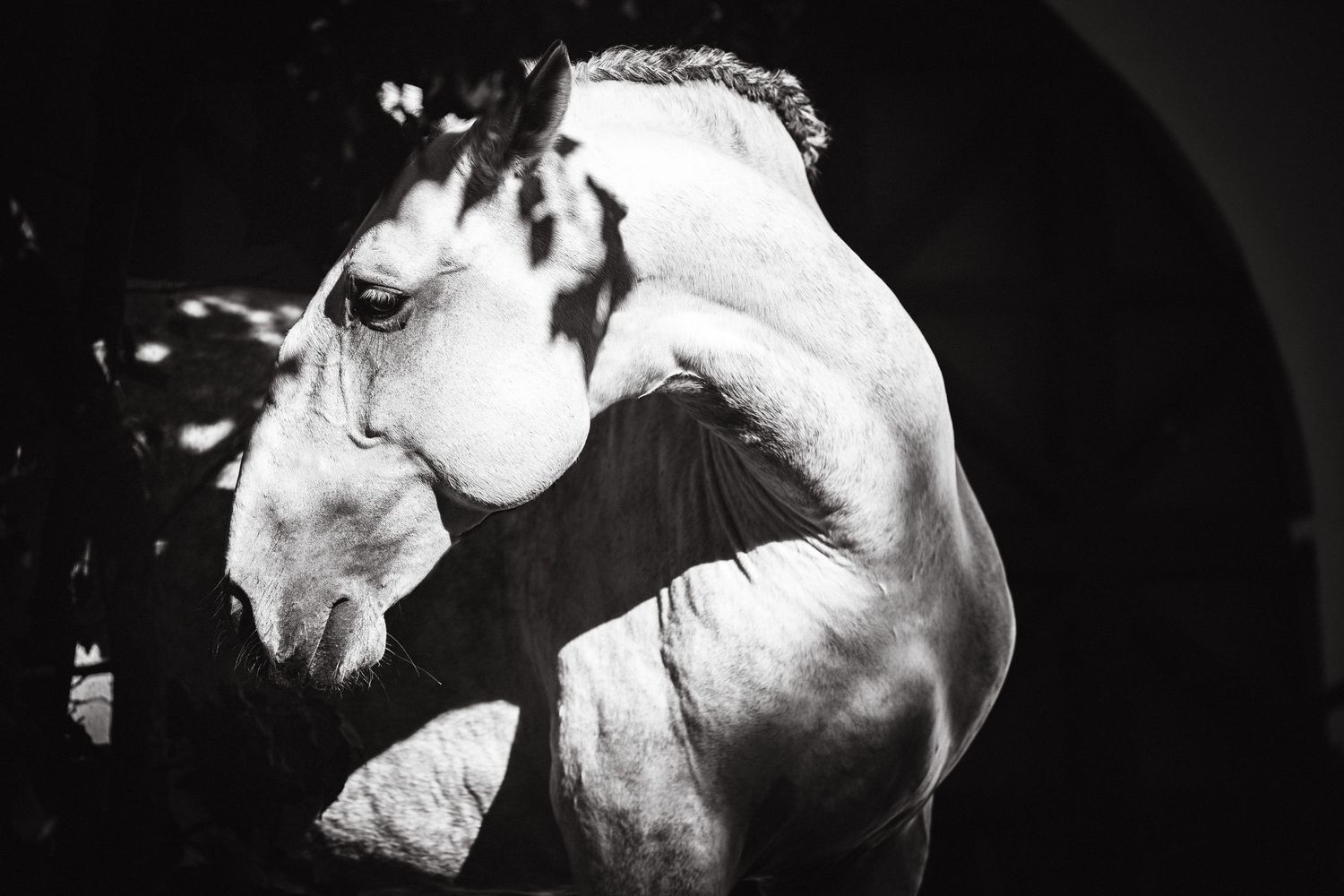 Artistic series of black and white horse portraits showing different angles and expressions.