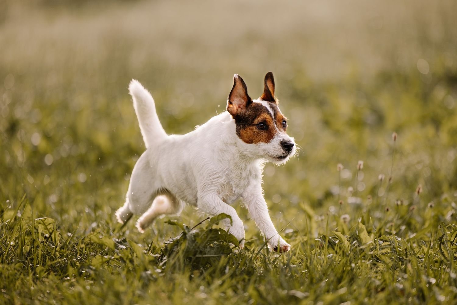 Jack Russell terrier running playfully through grass field.