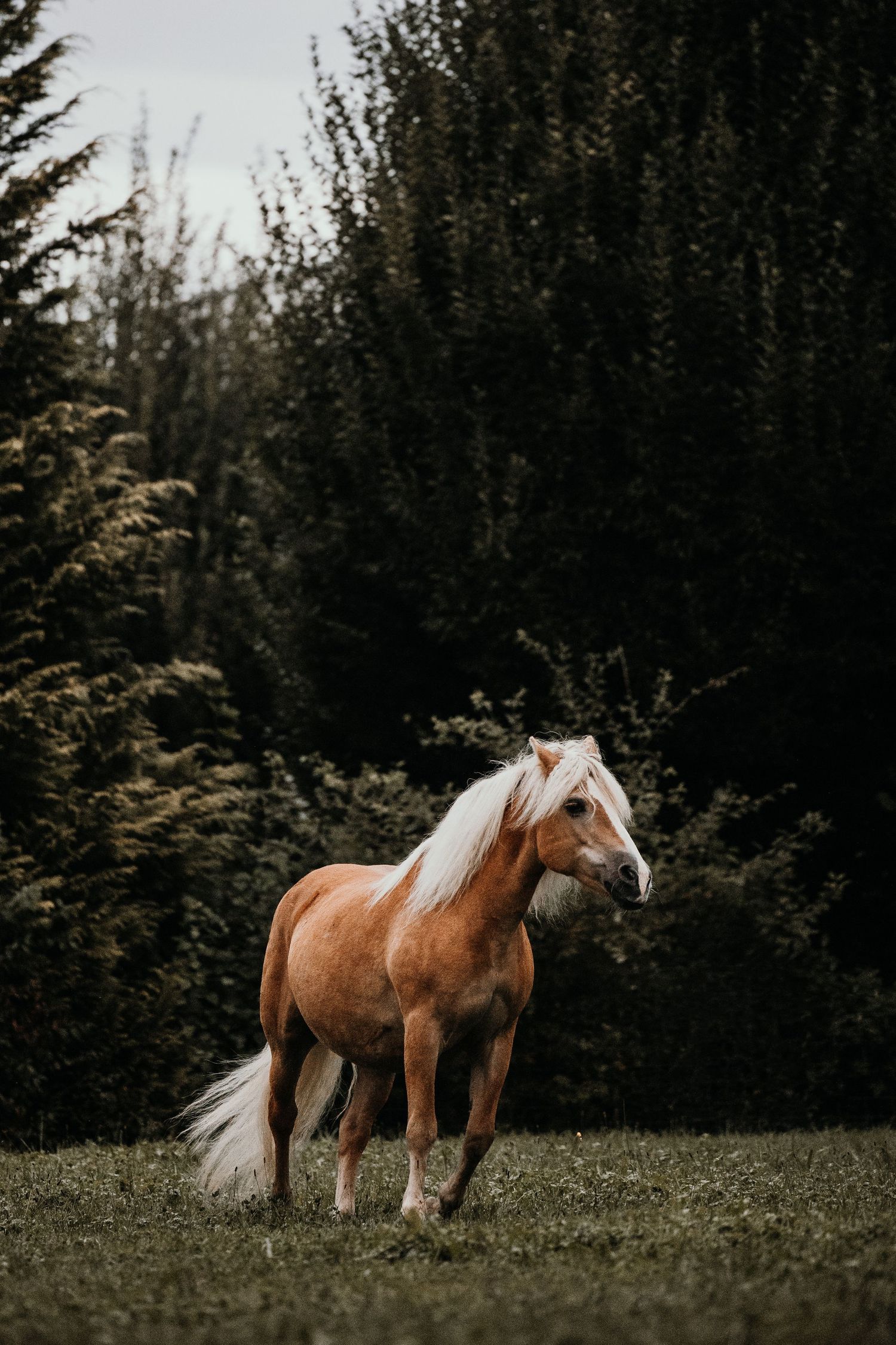 Two horses with chestnut coats and white manes stand together in a grassy field near a forest.