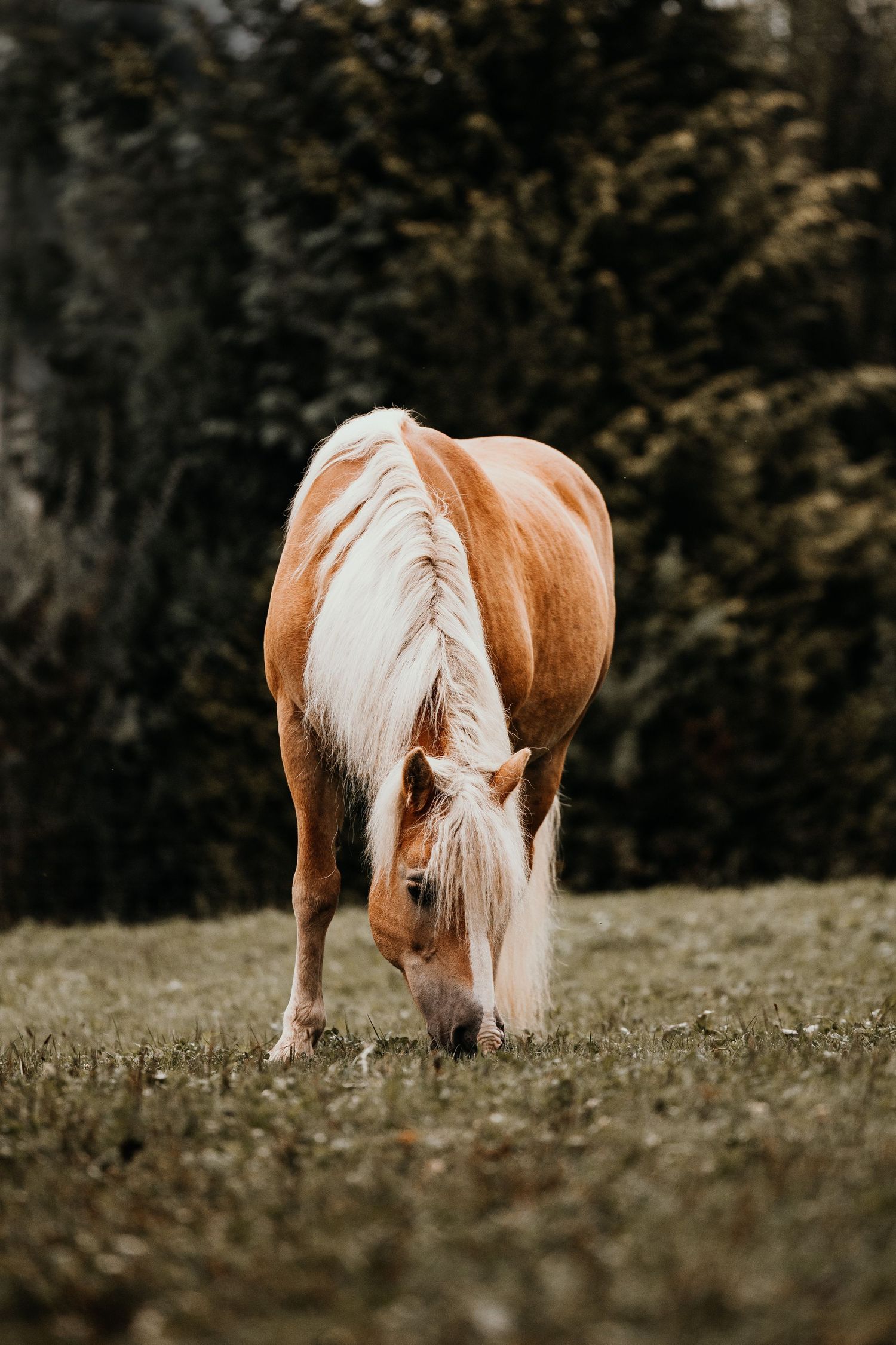A chestnut horse with a flowing white mane grazes in a meadow with dark trees in the background.