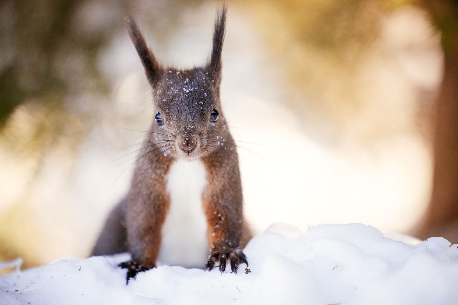 Red squirrel perched in snowy winter landscape with blurred background.