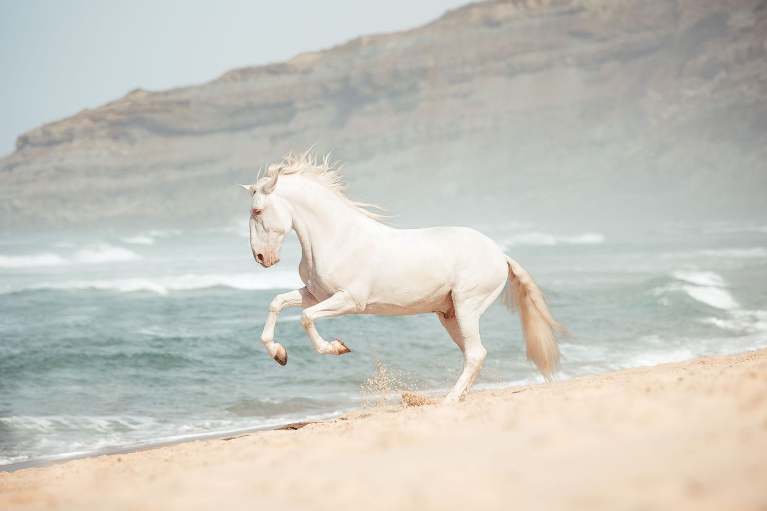White horse galloping freely along a misty beach shoreline with waves crashing in the background.