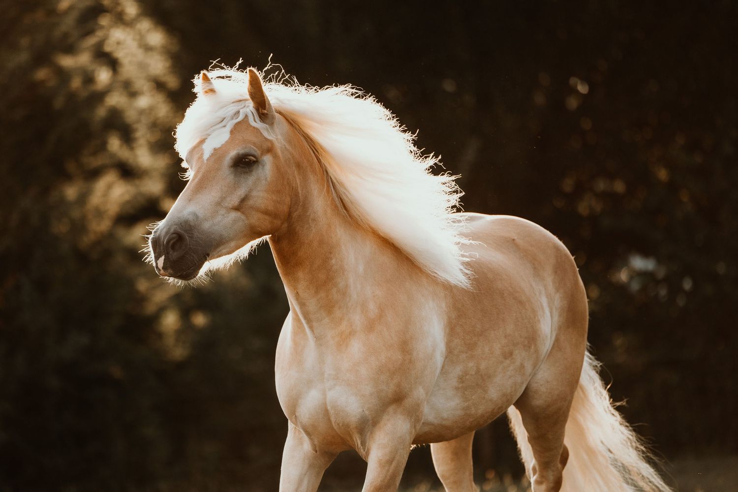 A stunning palomino horse with a flowing white mane runs freely against a dark, bokeh forest background.