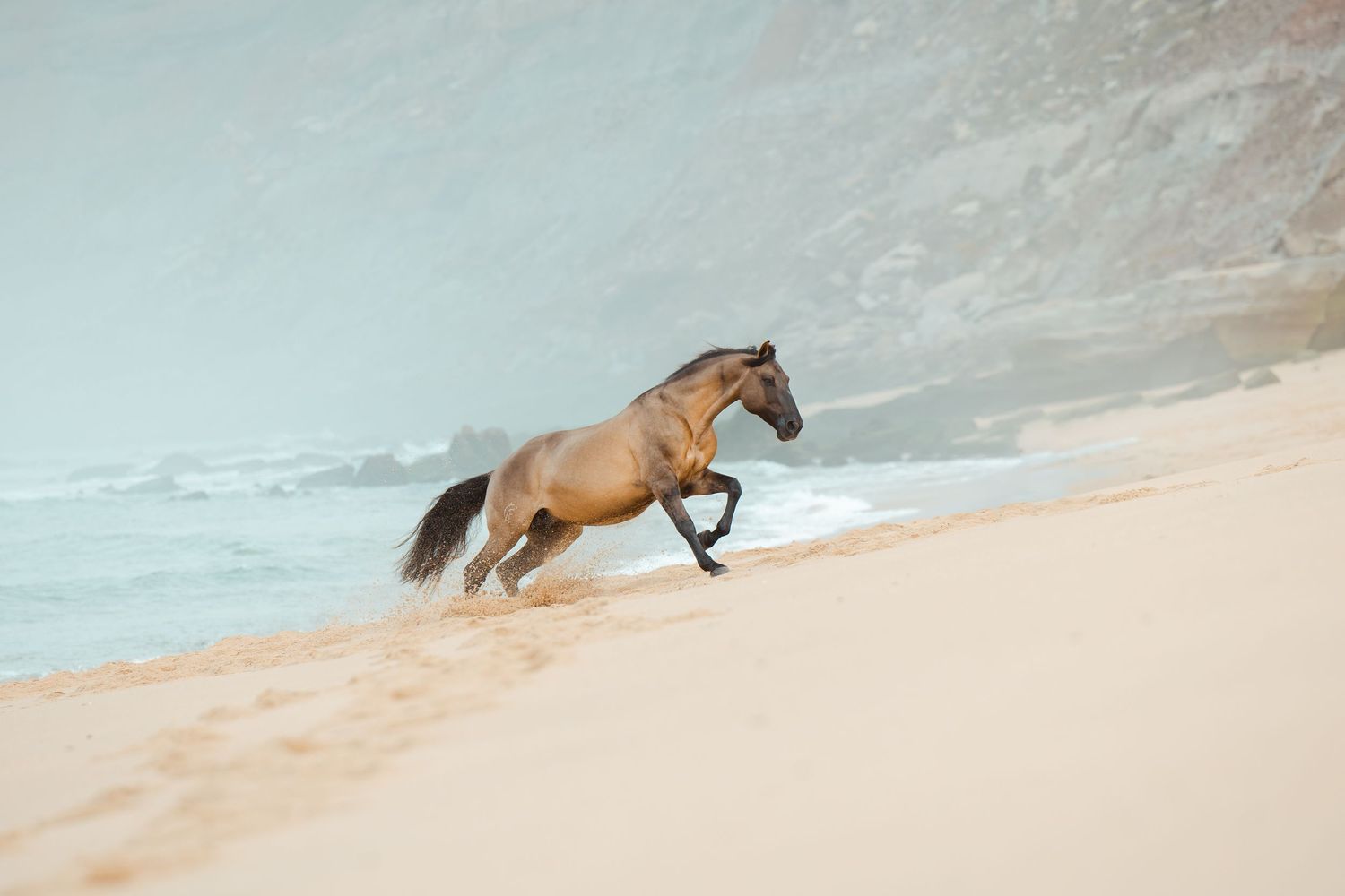 A majestic brown horse gallops along a misty beach shoreline with waves crashing in the background.