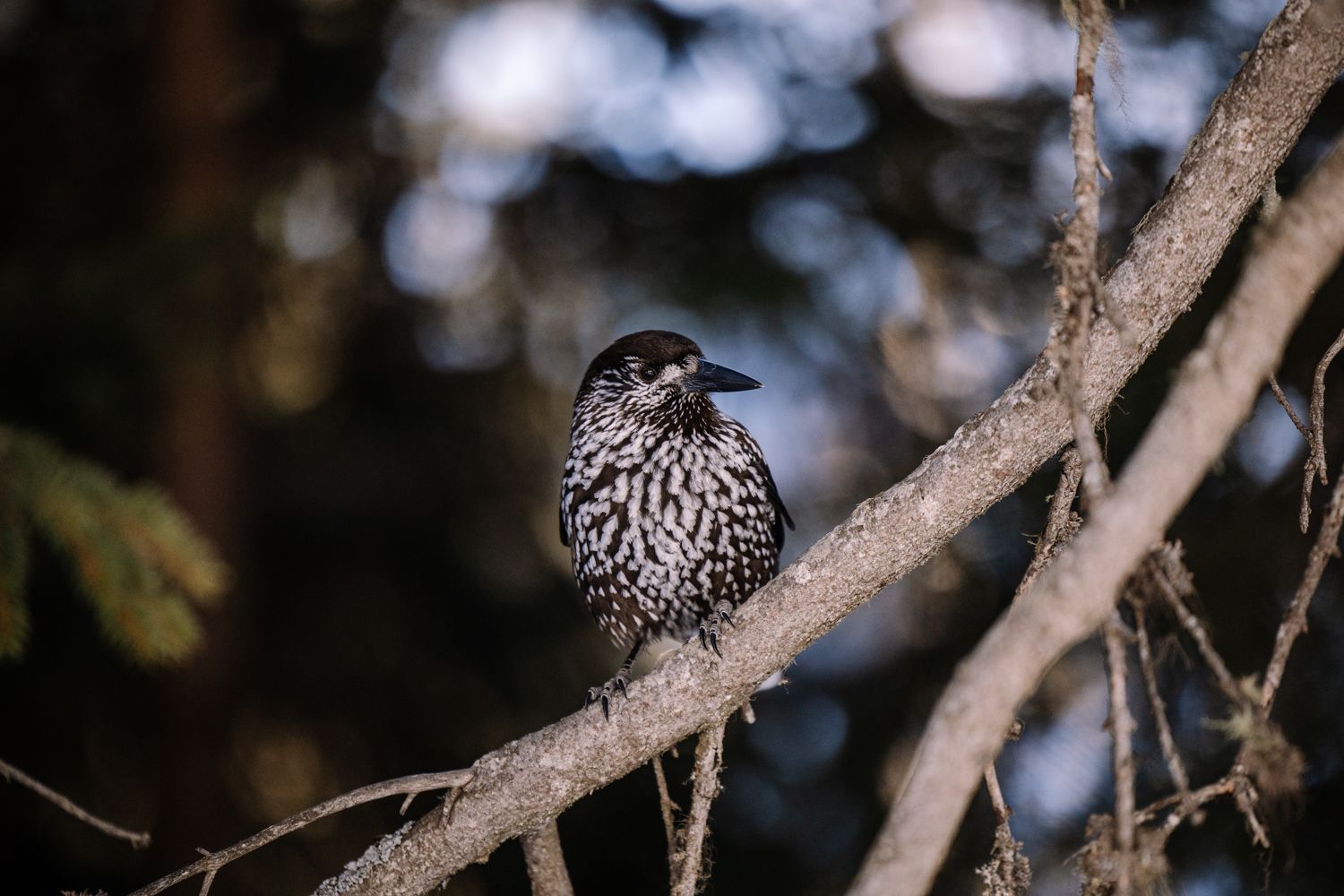 European starling perched on a tree branch with bokeh background.