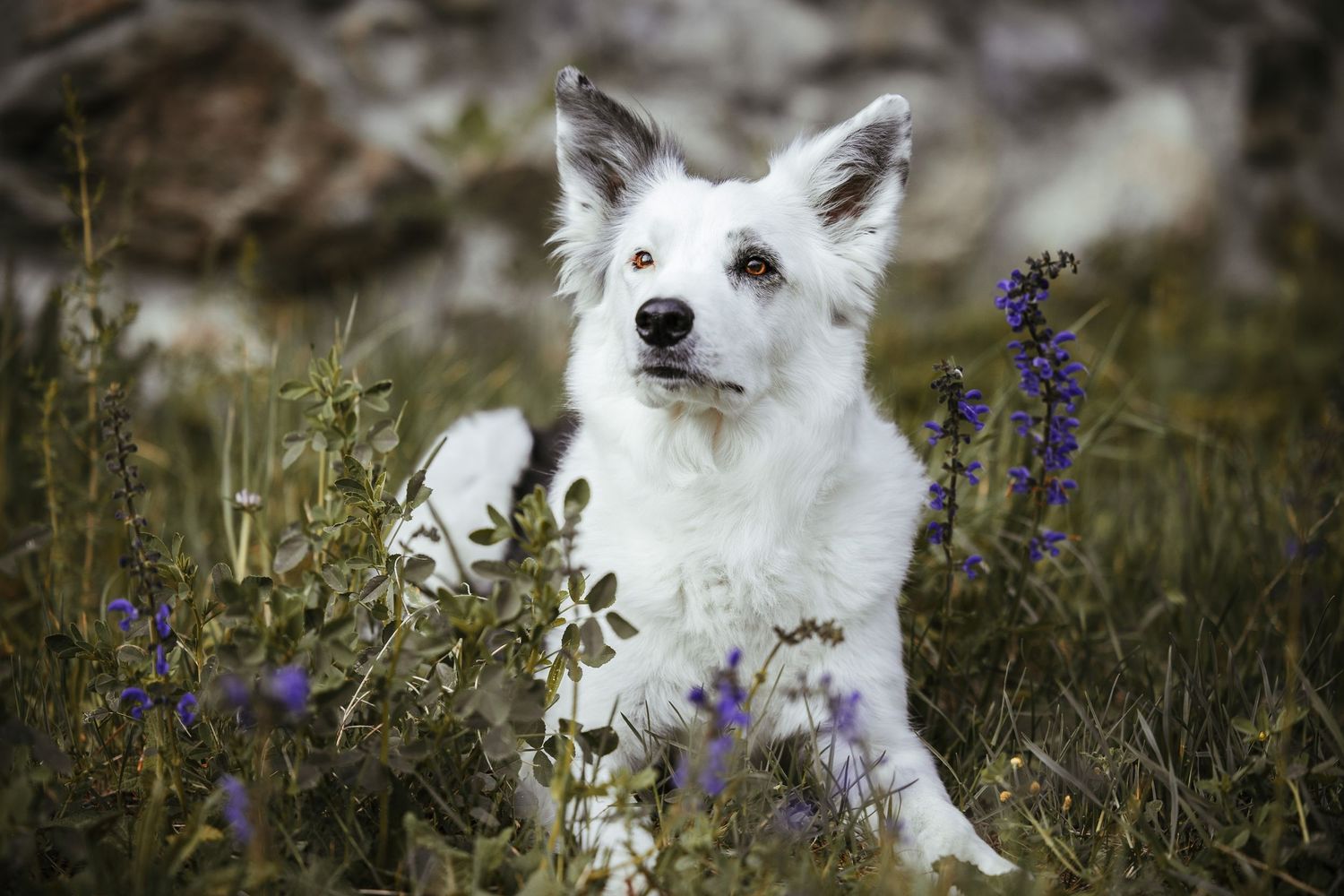 White fluffy dog with perked ears sitting among purple wildflowers in a natural setting.