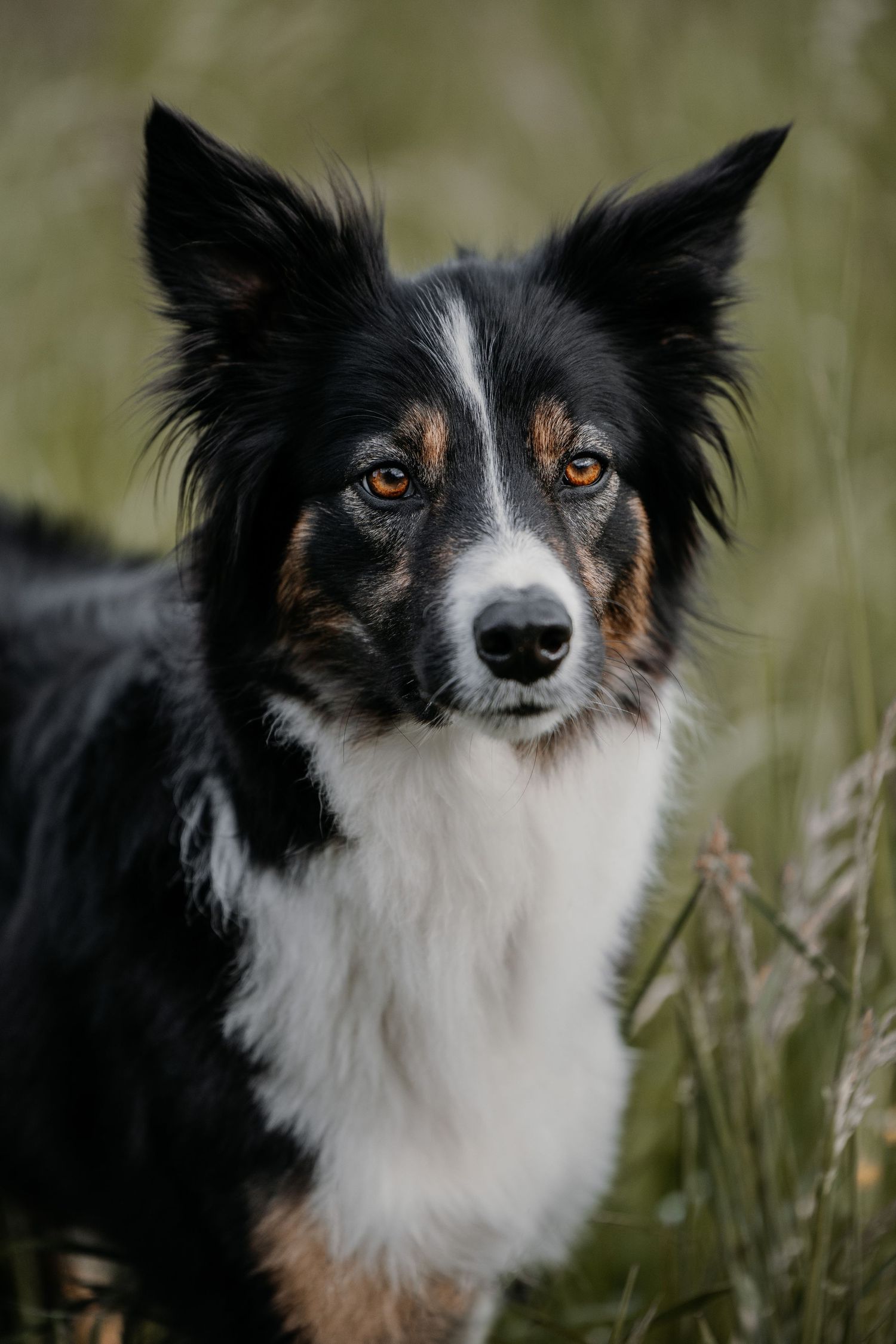 Border collie with black and white fur poses in tall grass with alert expression and perked ears.
