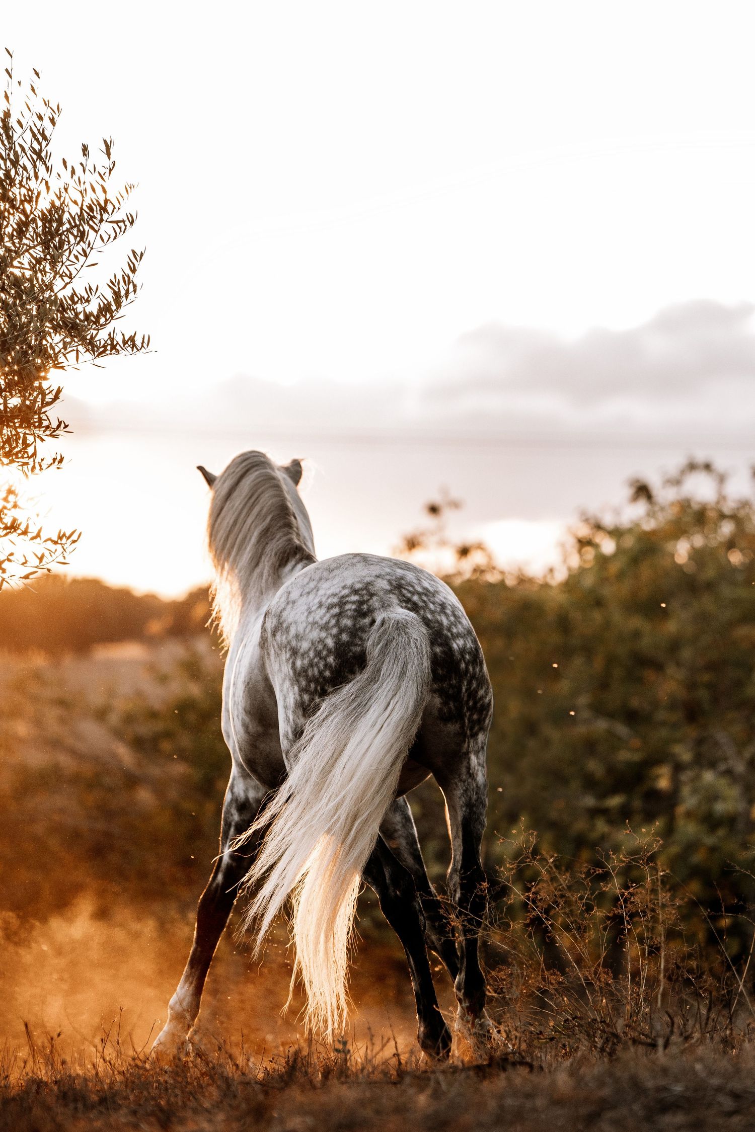Dappled grey horse with flowing white tail silhouetted against sunset sky.