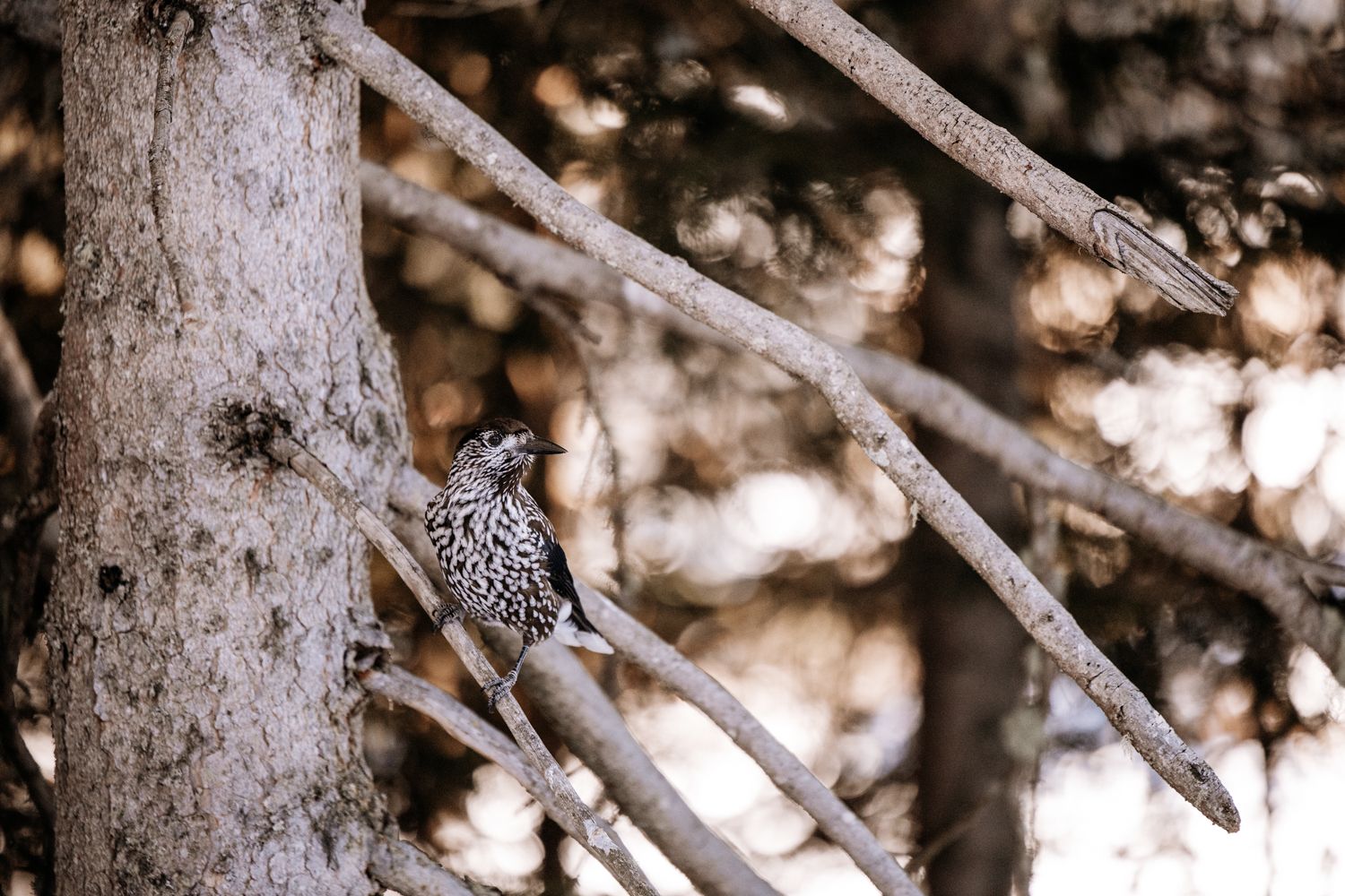Black and white speckled bird perched in winter forest scene.