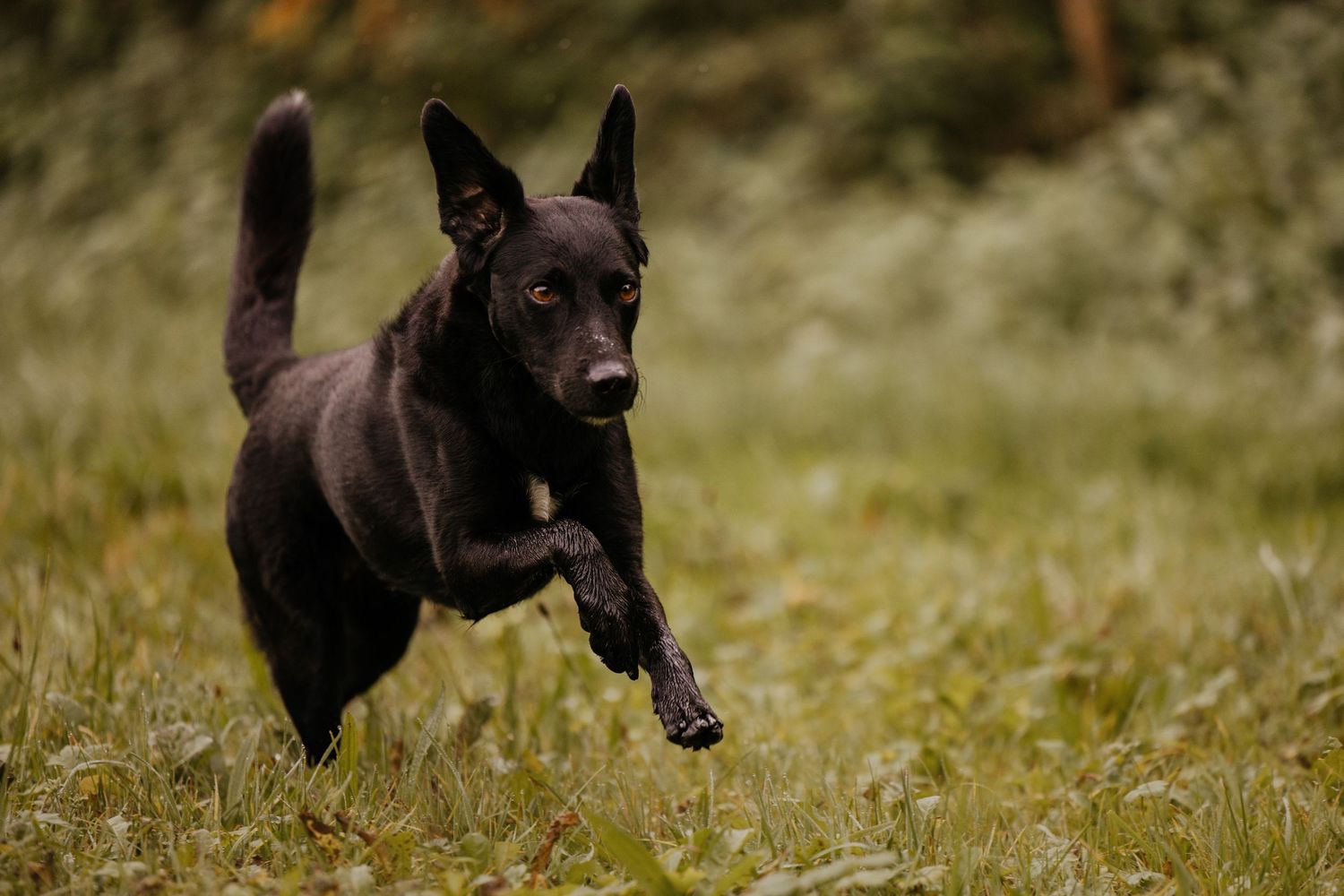 A black dog bounds playfully through a grassy meadow.