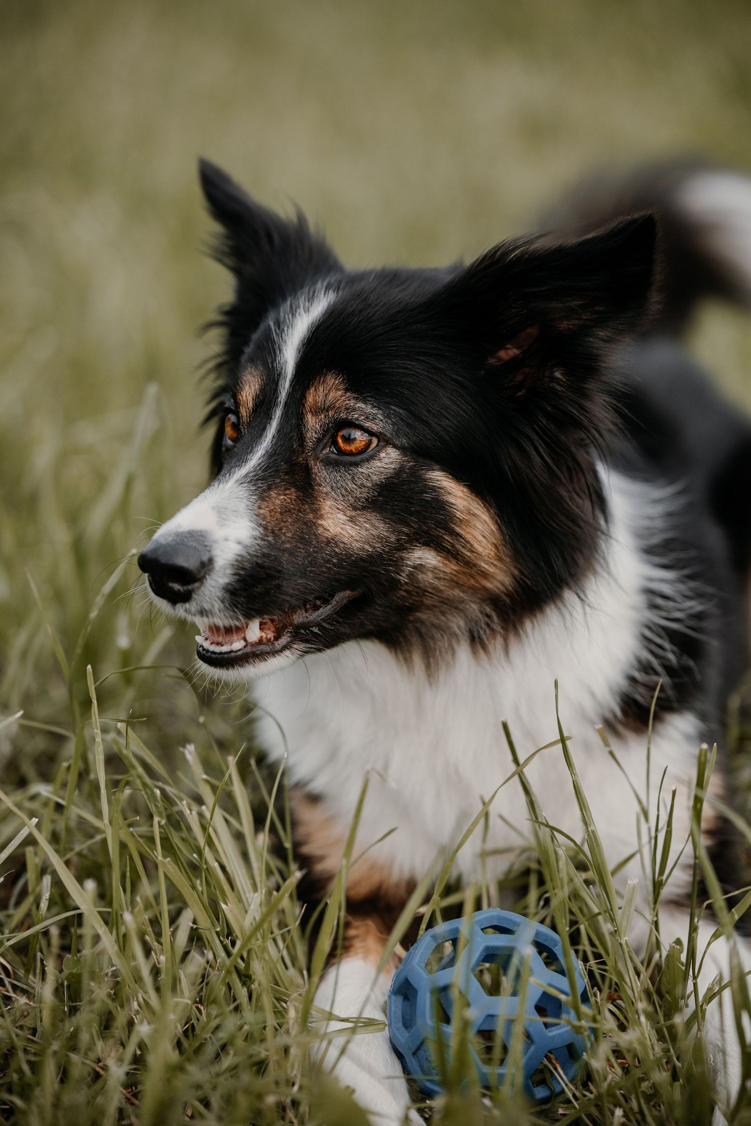 Border Collie playing with blue toy ball in tall grass.