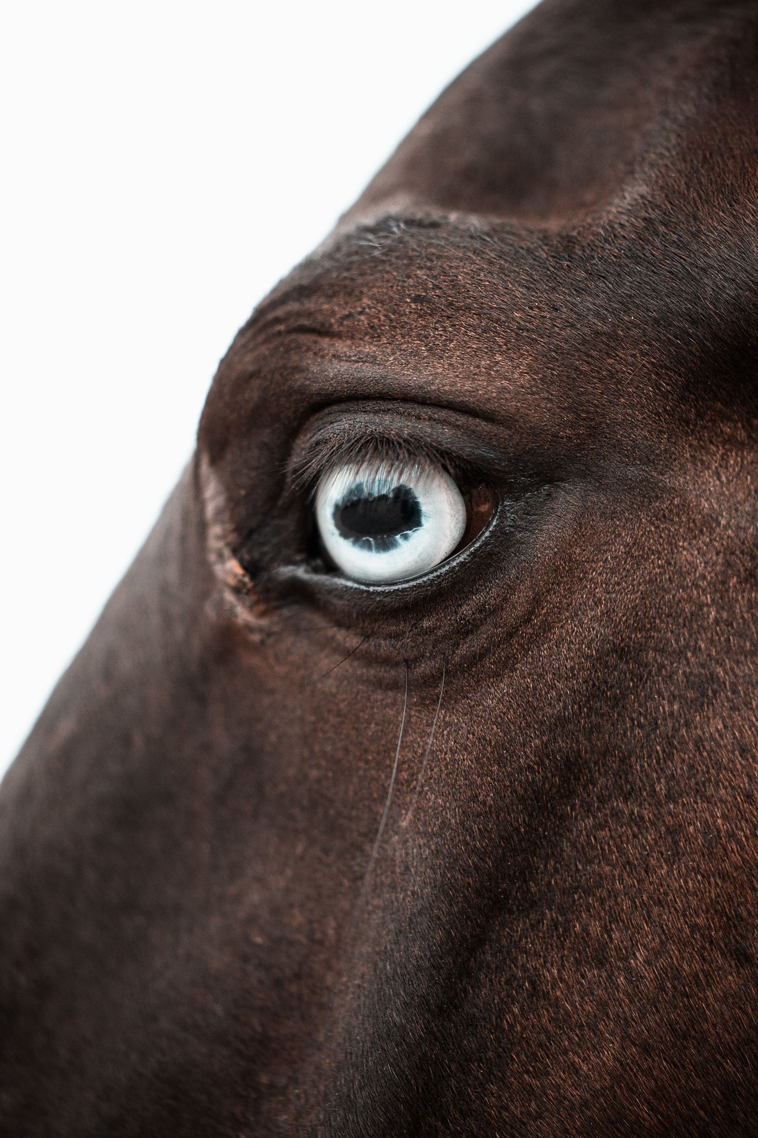 Extreme close-up of a dark horse's bright blue eye.