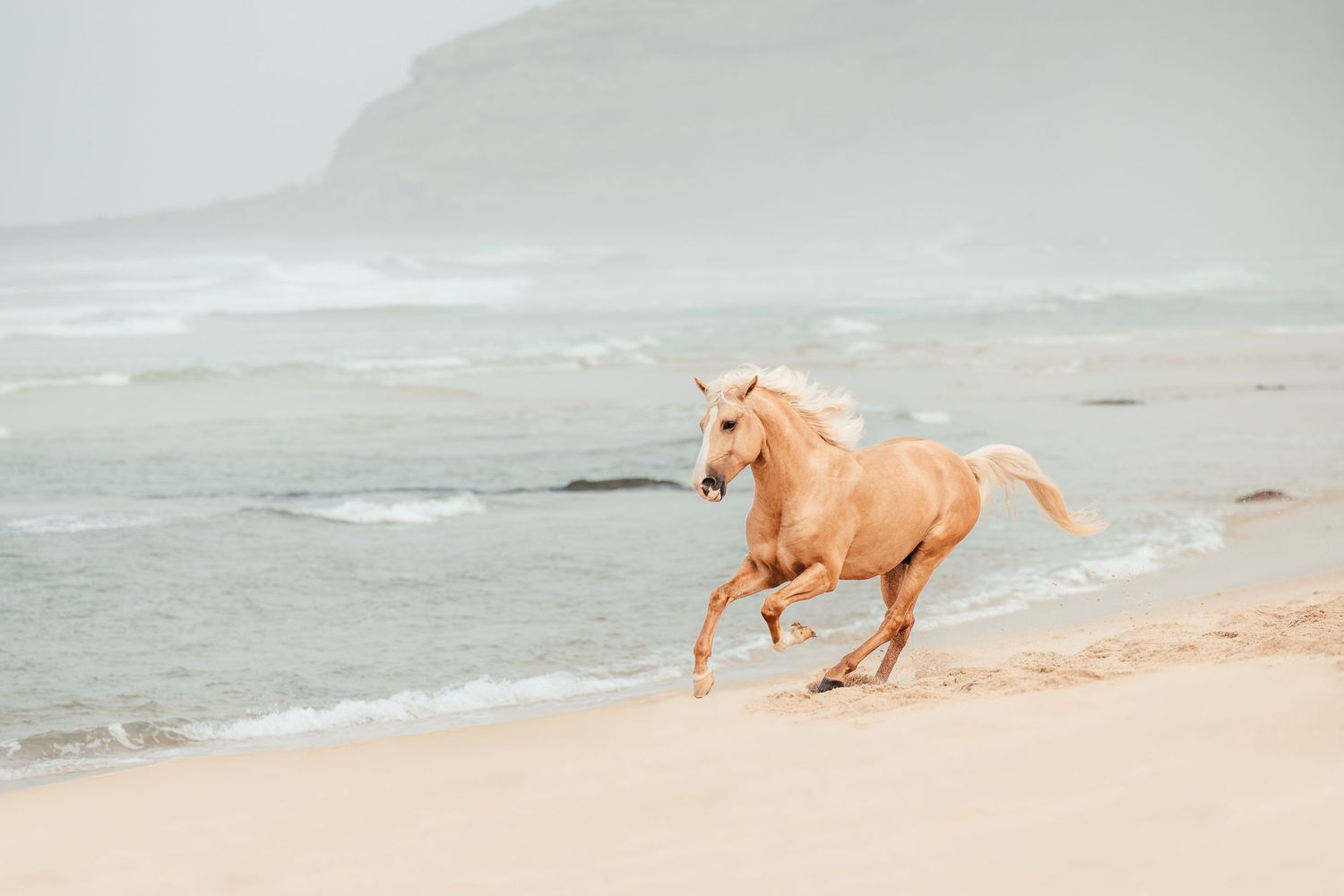 Palomino horse galloping gracefully along a misty beach shoreline at dawn.