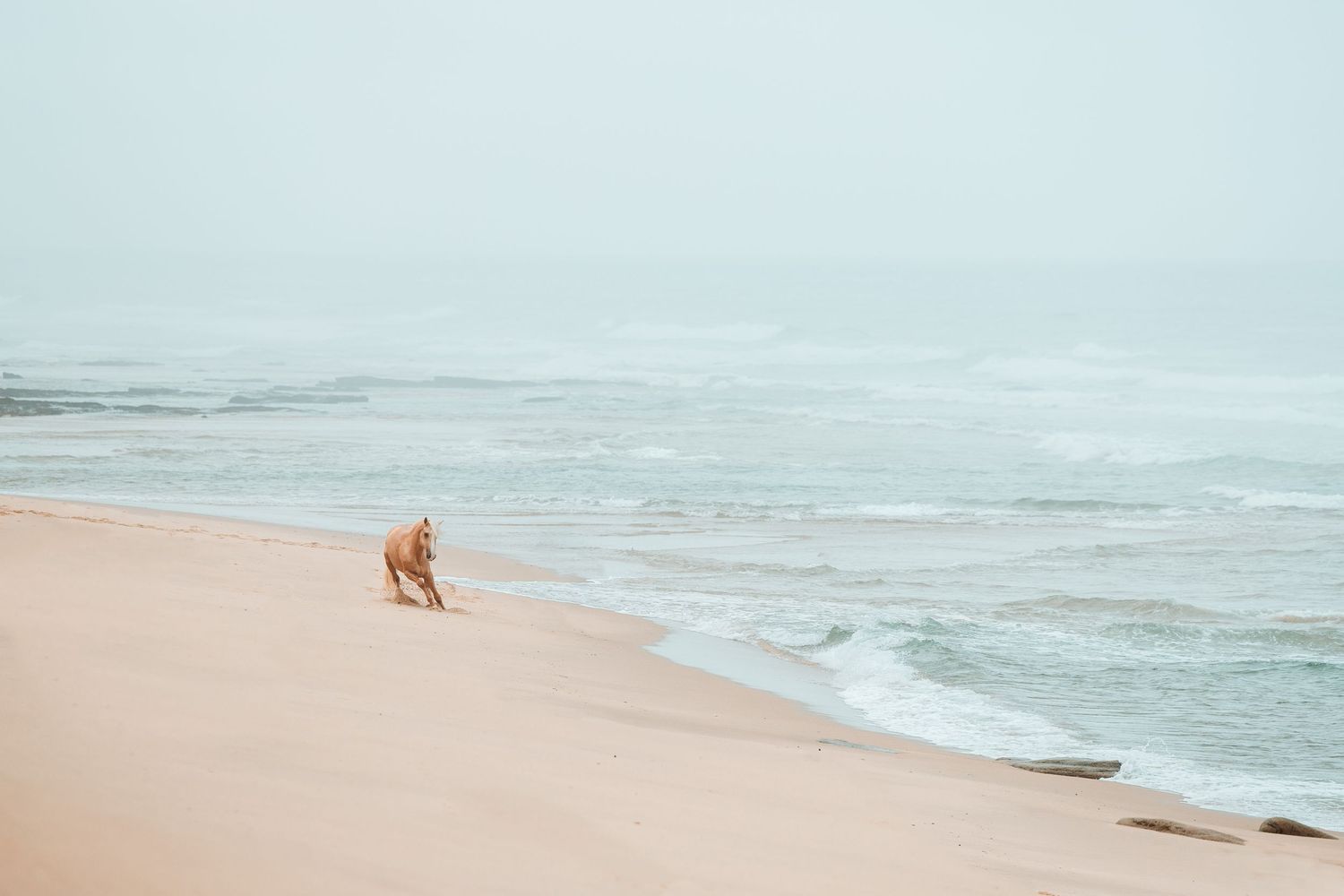 Orange dog walking alone on misty beach at sunrise.