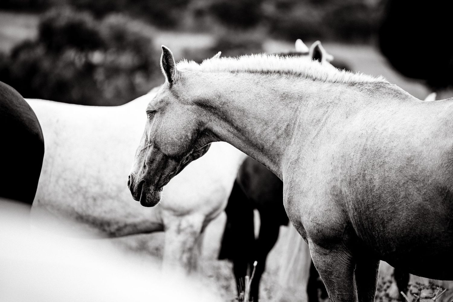 White horses stand together in a dramatic black and white composition.
