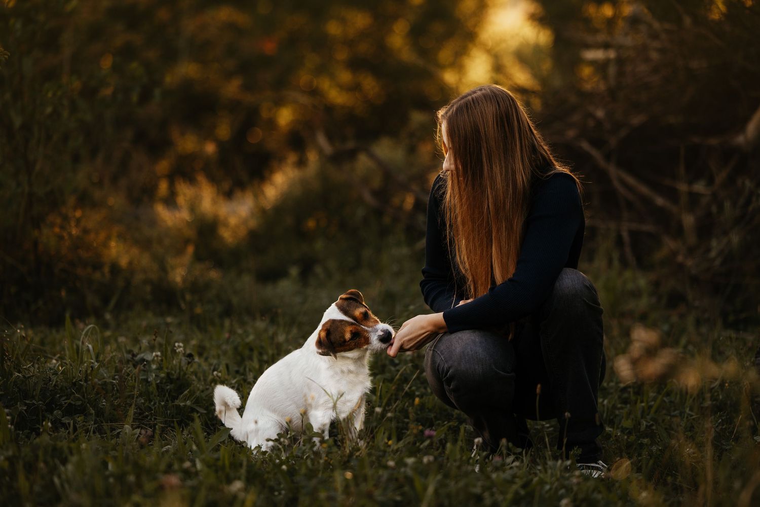 Two Jack Russell terriers enjoying outdoor playtime in natural setting.