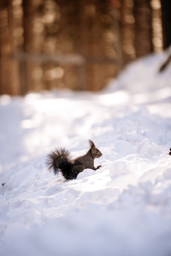 Black squirrel running through deep snow in winter forest.